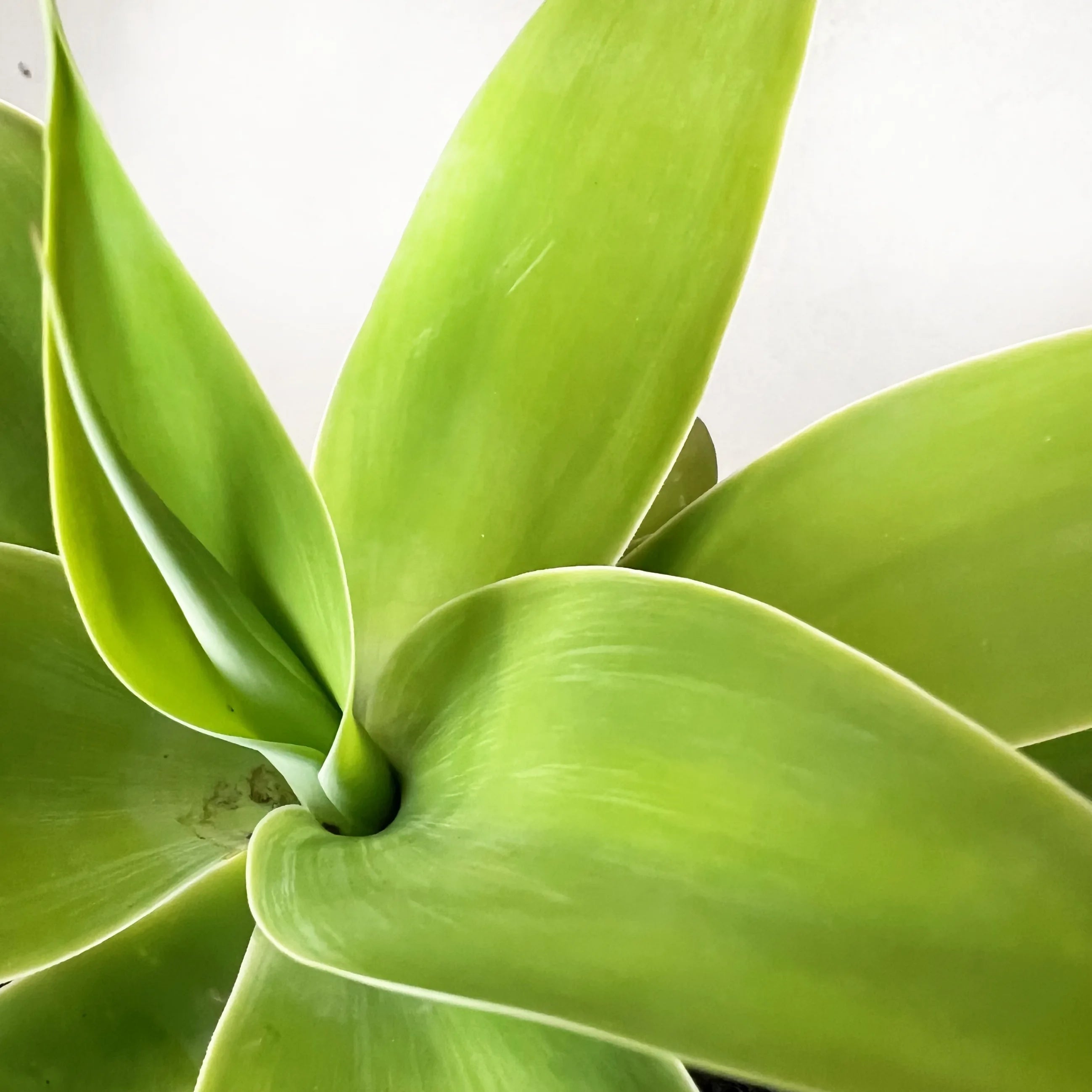 Agave Attenuata
