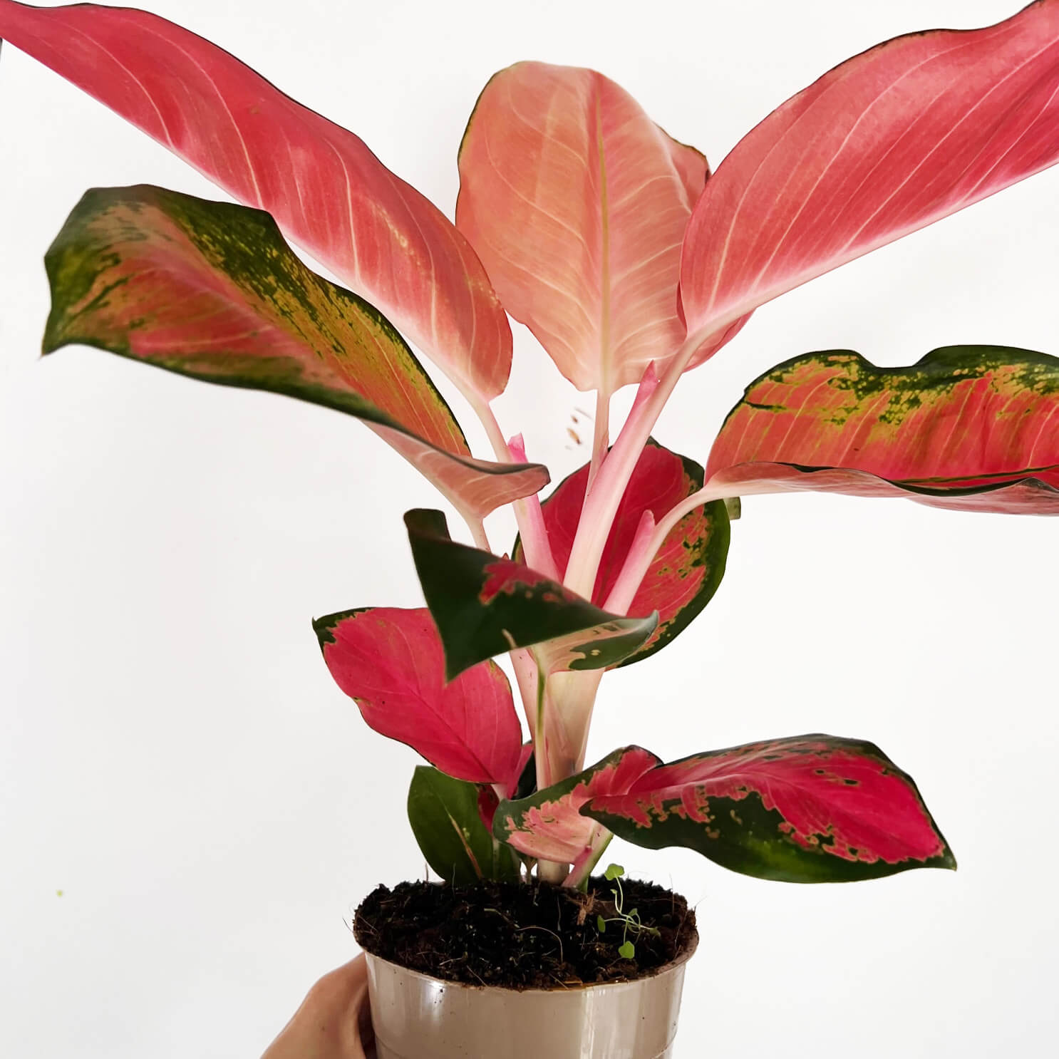 Aglaonema Orange Star