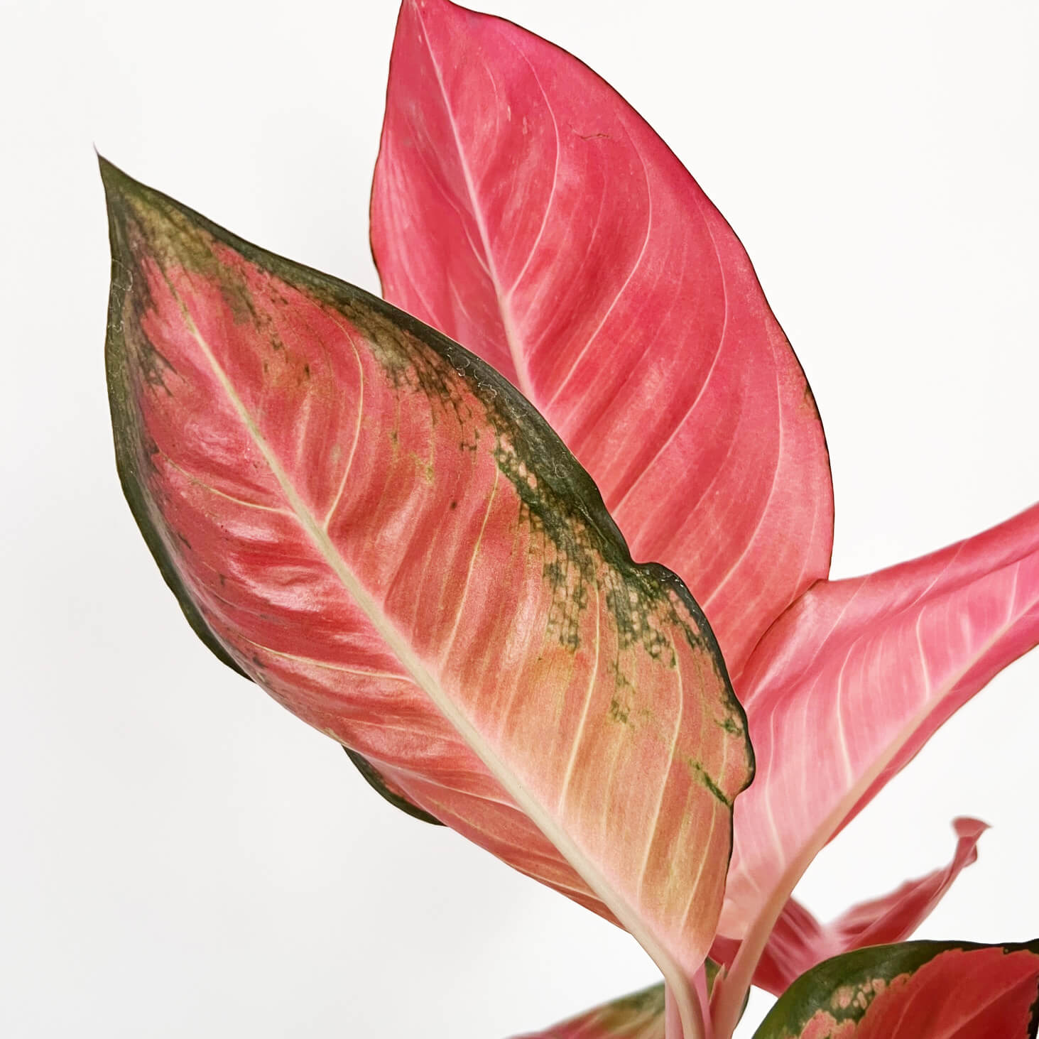 Aglaonema Orange Star