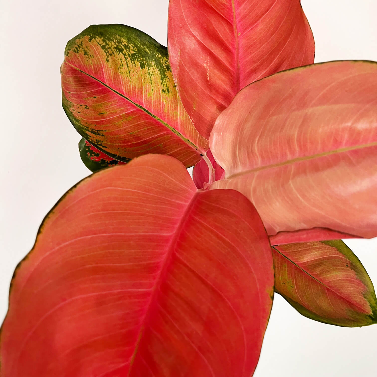 Aglaonema Orange Star