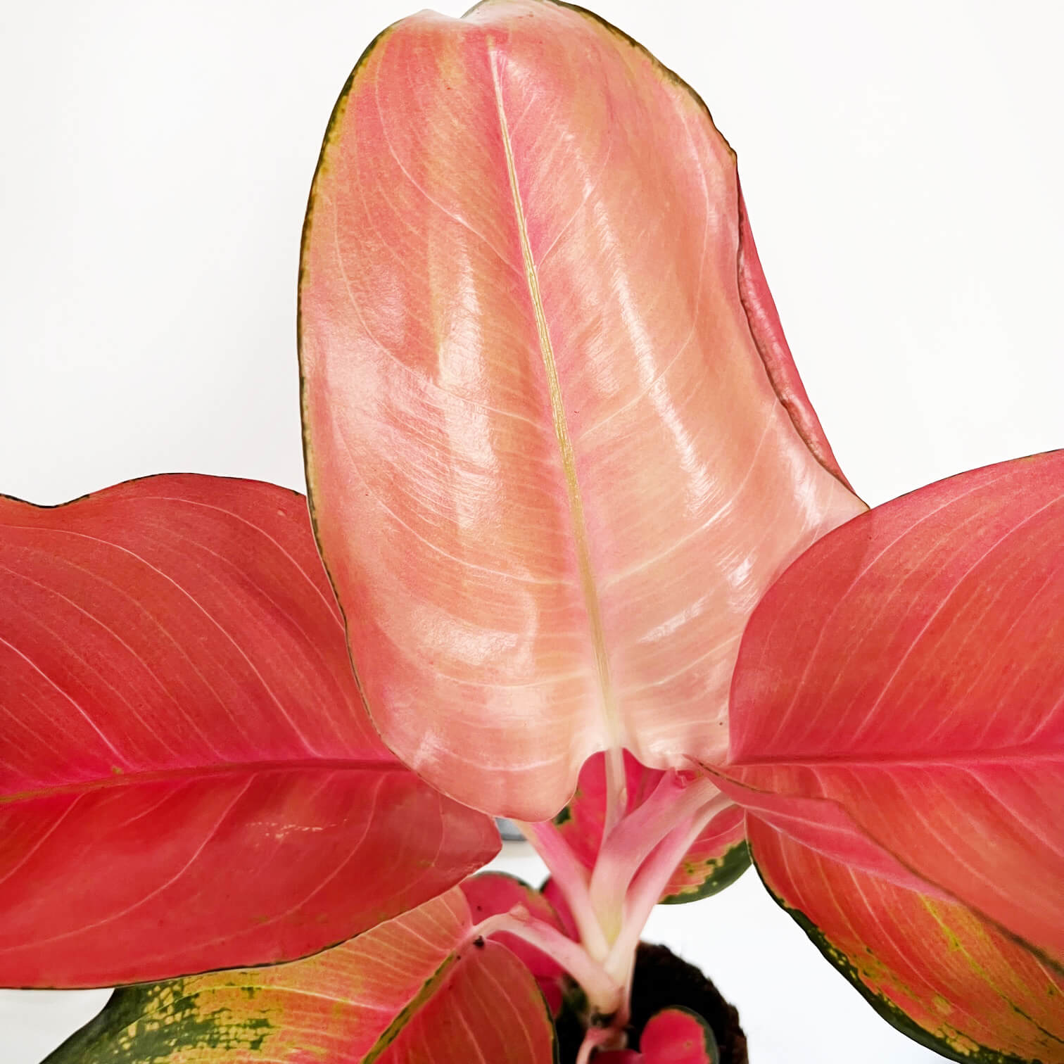 Aglaonema Orange Star