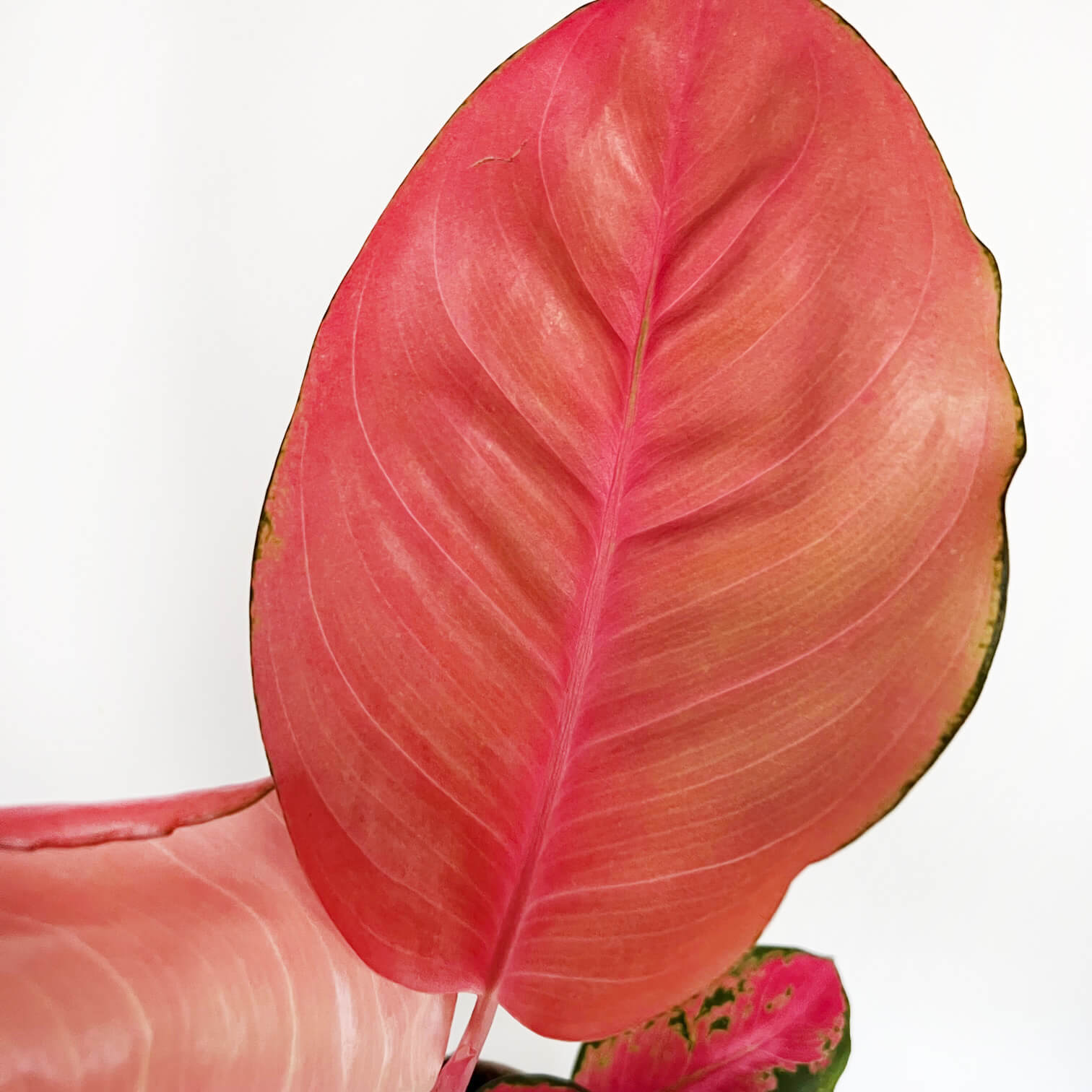 Aglaonema Orange Star