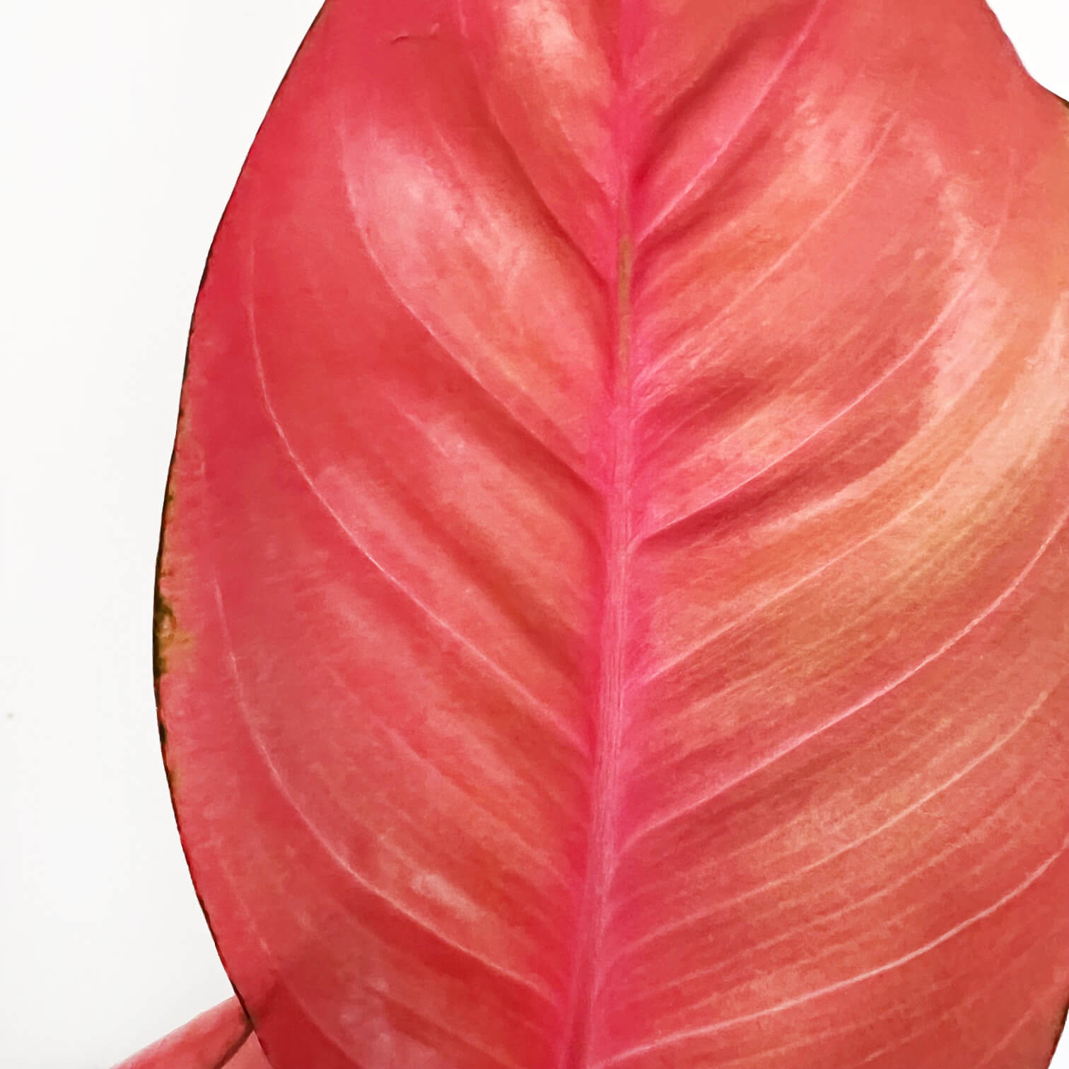 Aglaonema Orange Star