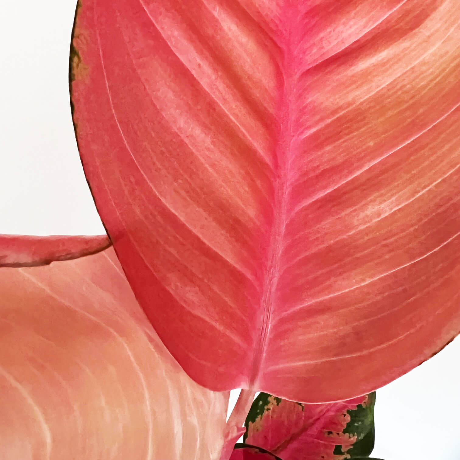 Aglaonema Orange Star