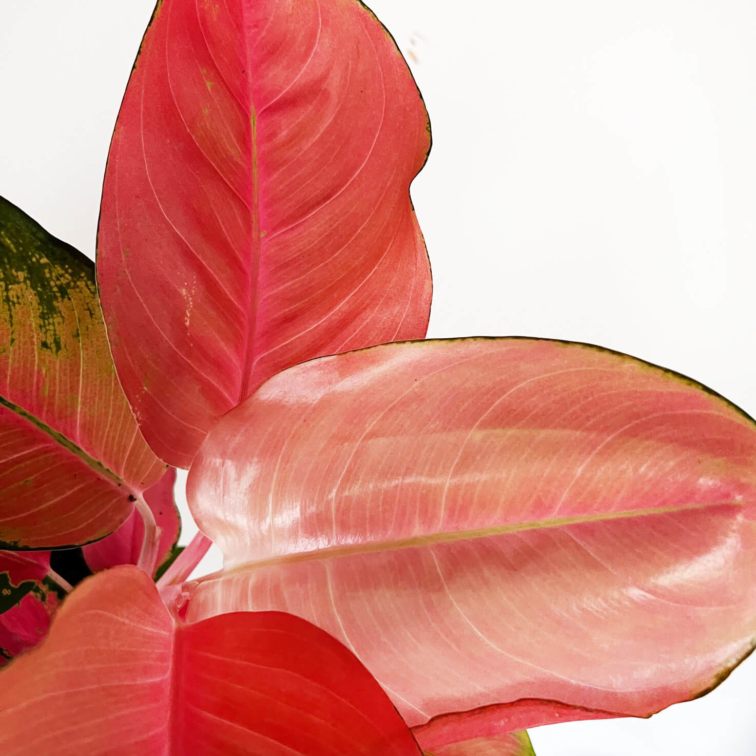 Aglaonema Orange Star