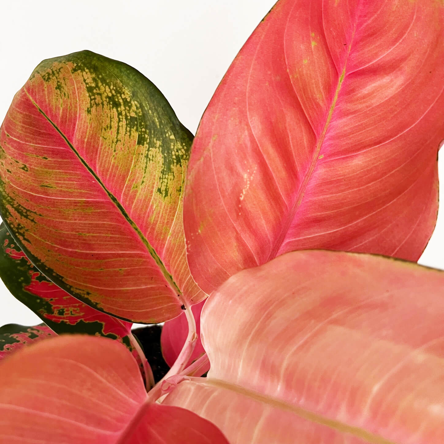 Aglaonema Orange Star