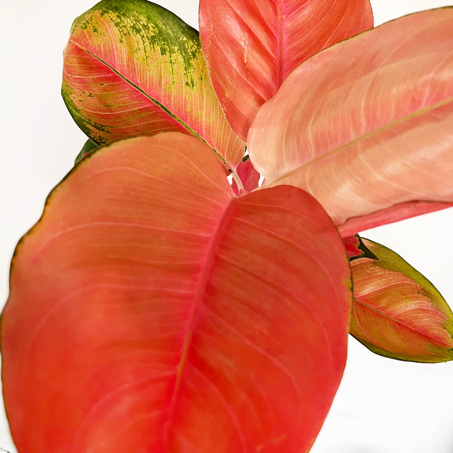 Aglaonema Orange Star
