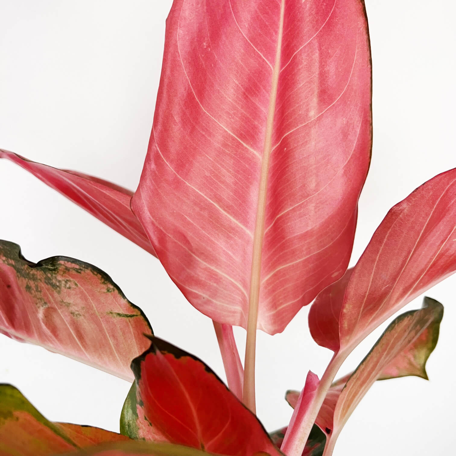 Aglaonema Orange Star