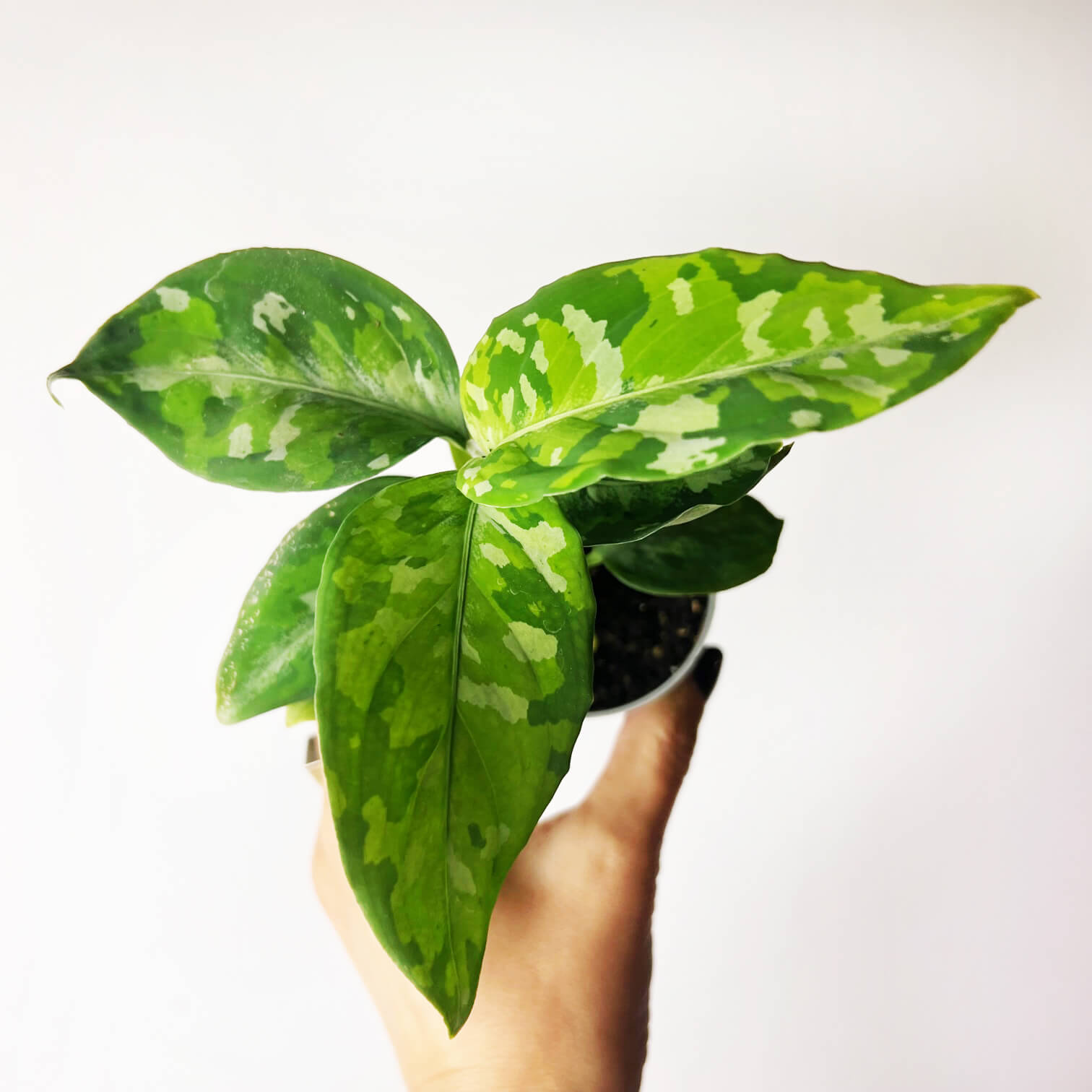 Baby Aglaonema Pictum Tricolor