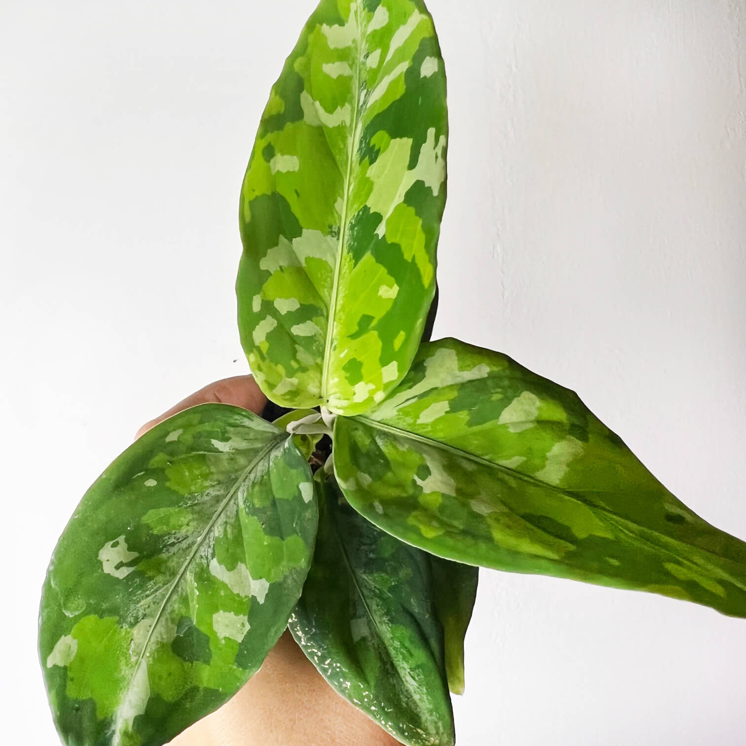 Baby Aglaonema Pictum Tricolor