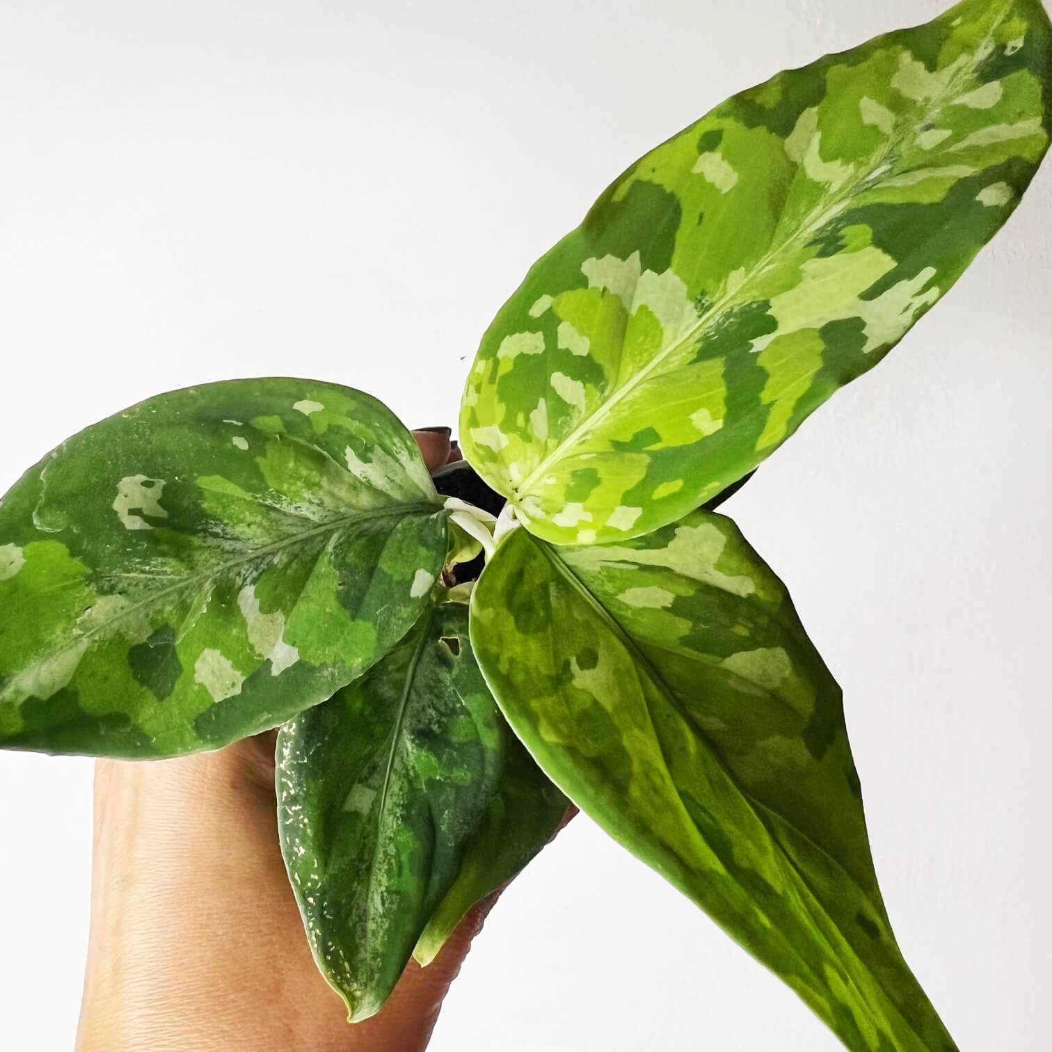 Baby Aglaonema Pictum Tricolor