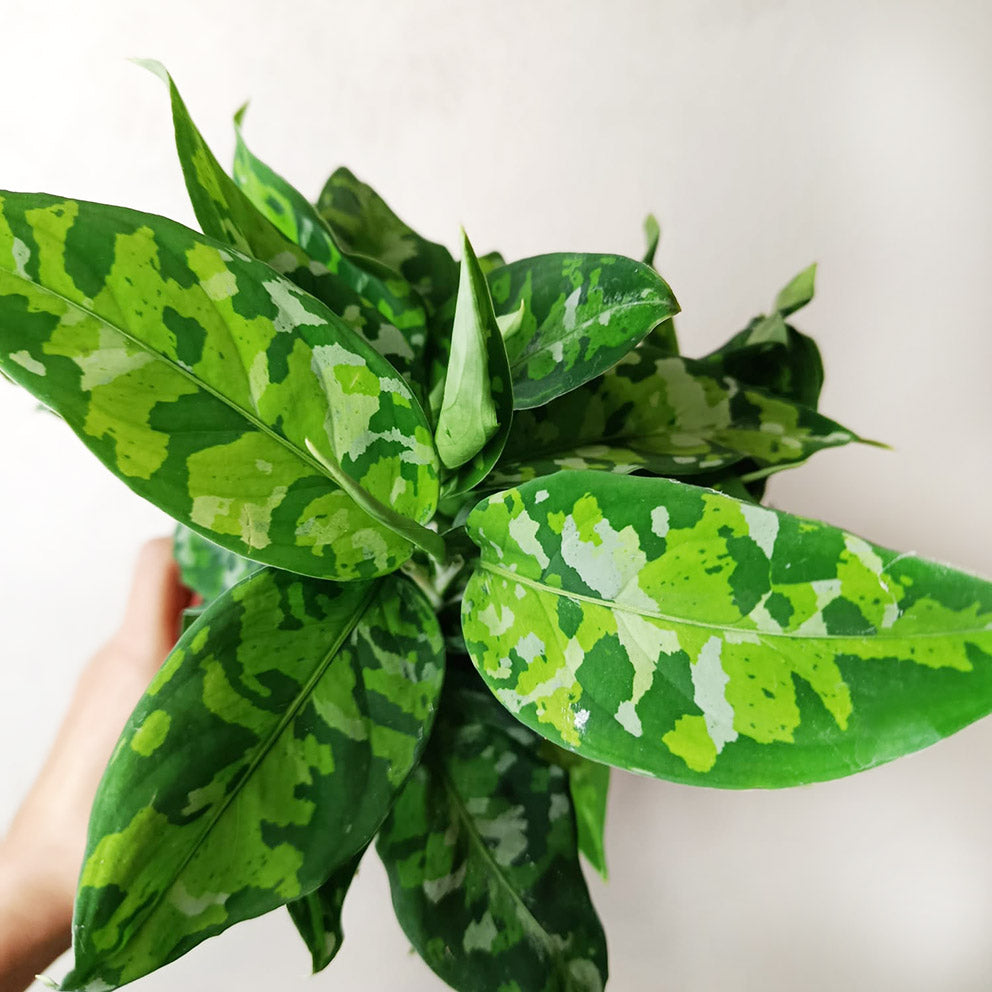 Aglaonema Pictum Tricolor