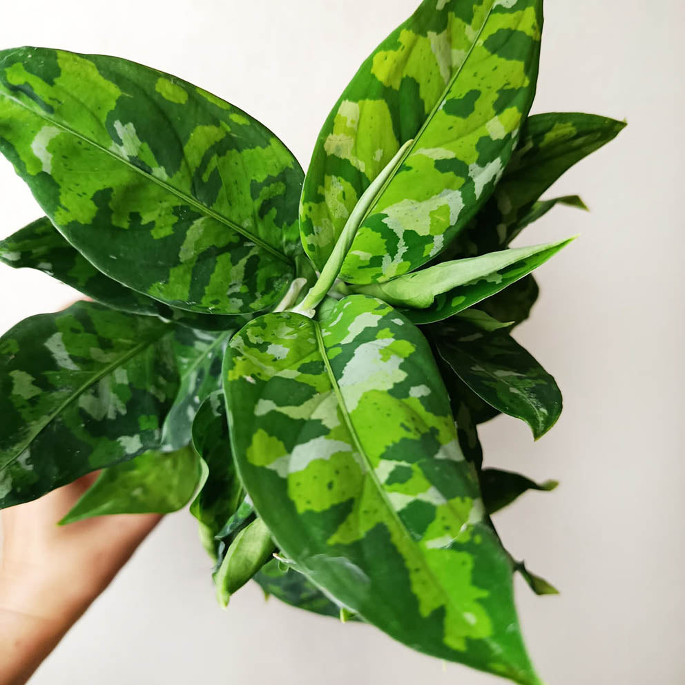 Aglaonema Pictum Tricolor
