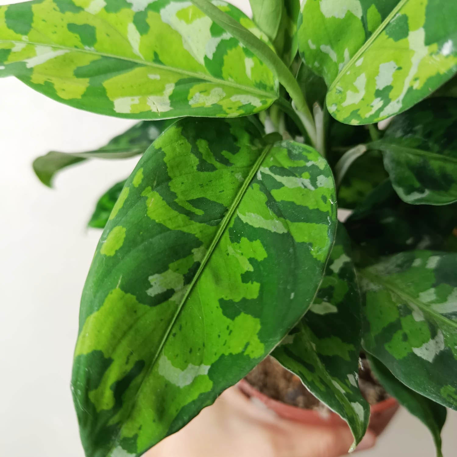 Aglaonema Pictum Tricolor