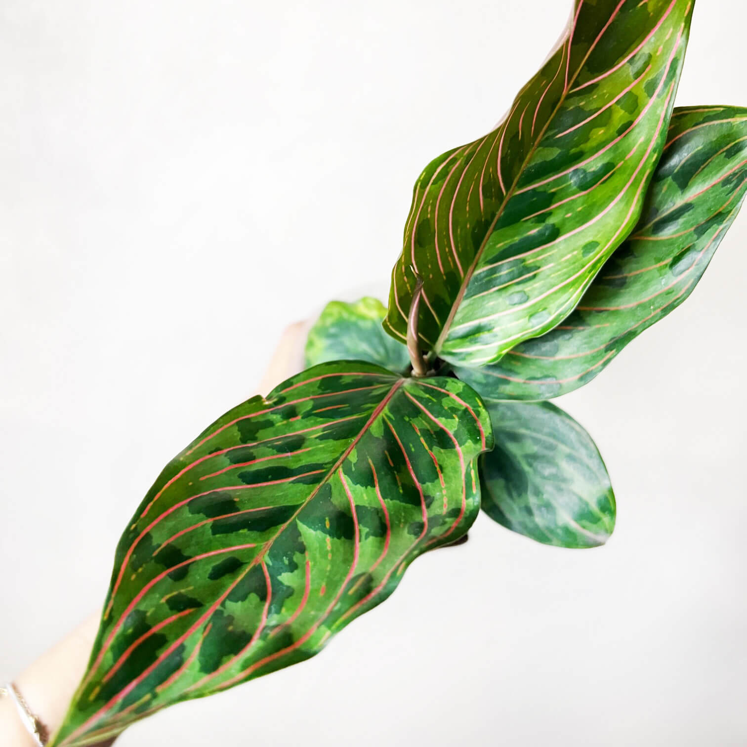 Aglaonema Red Army