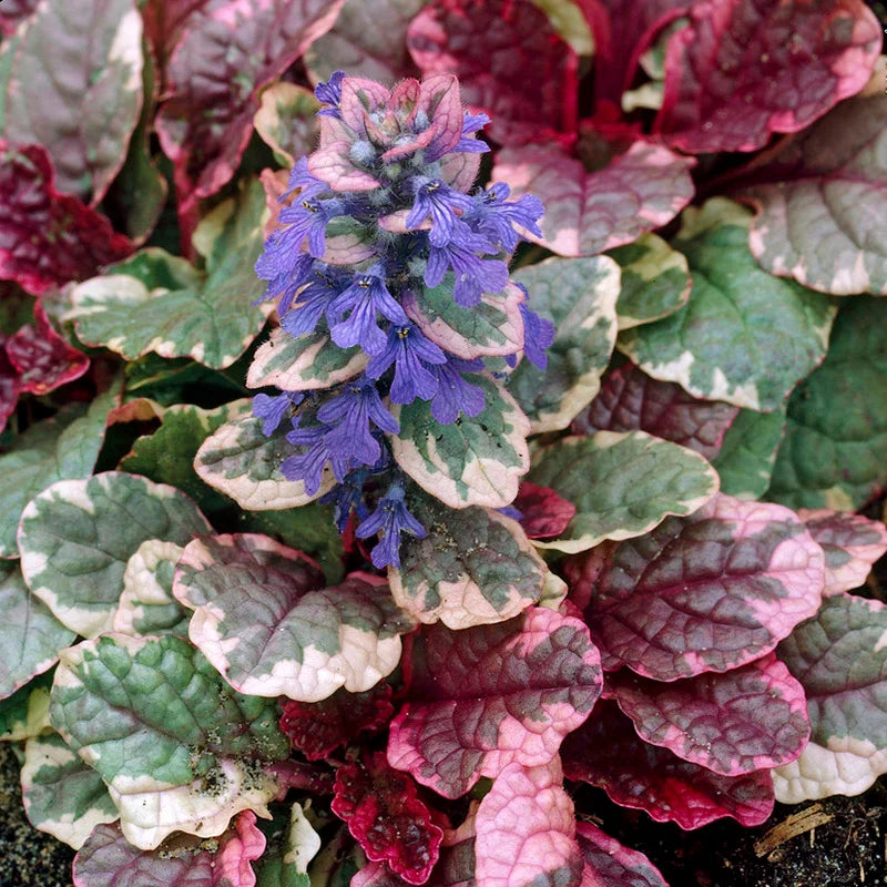 Ajuga reptans 'Burgundy Glow'