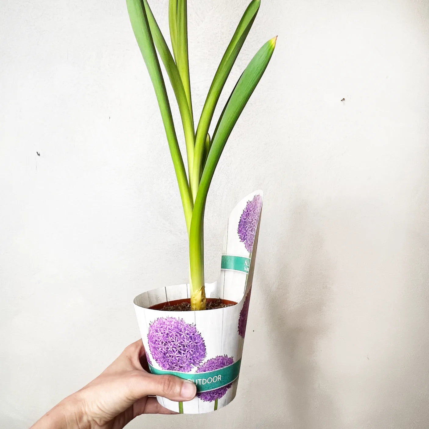 Allium Gladiator