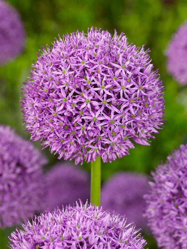 Allium Gladiator