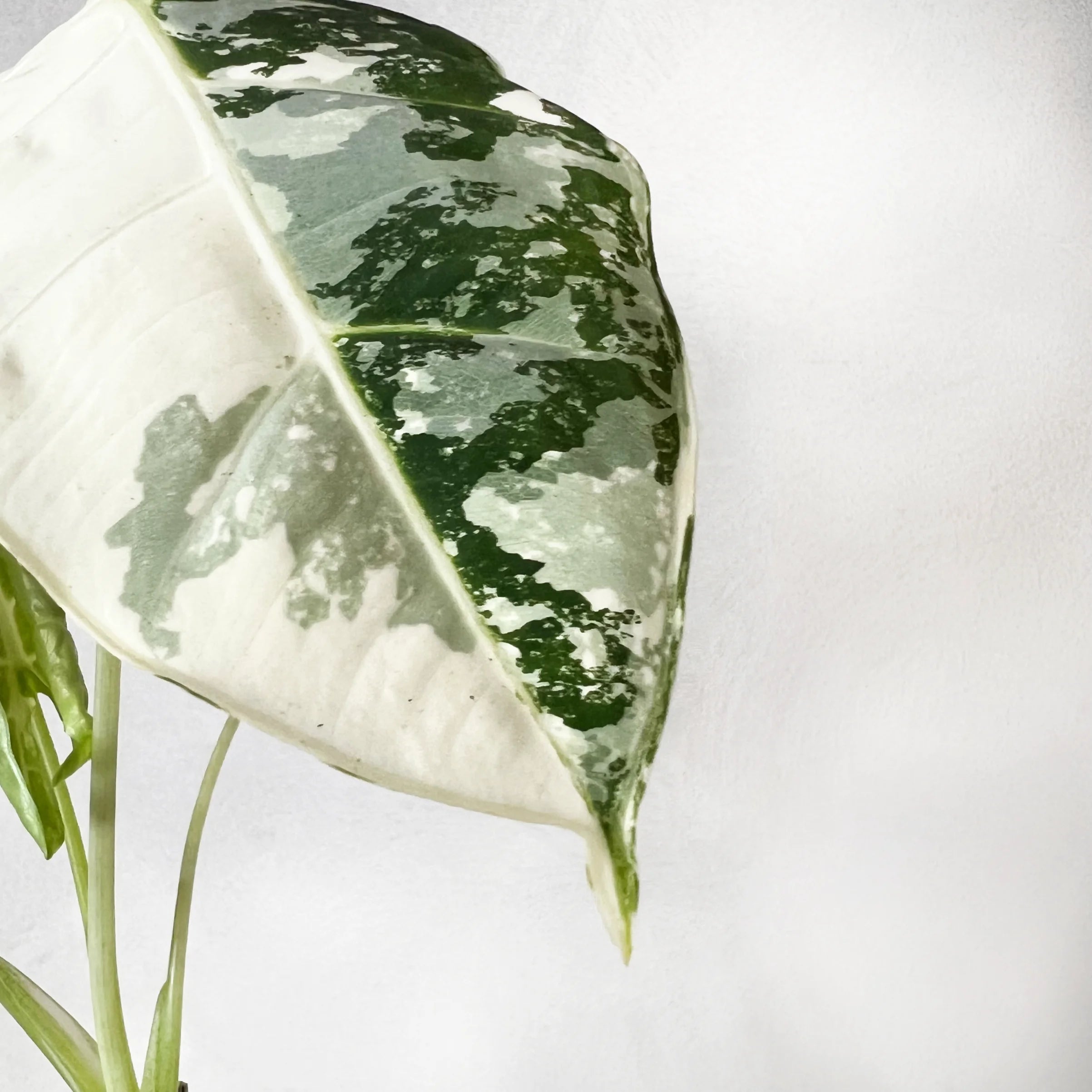 Alocasia Frydeck variegata