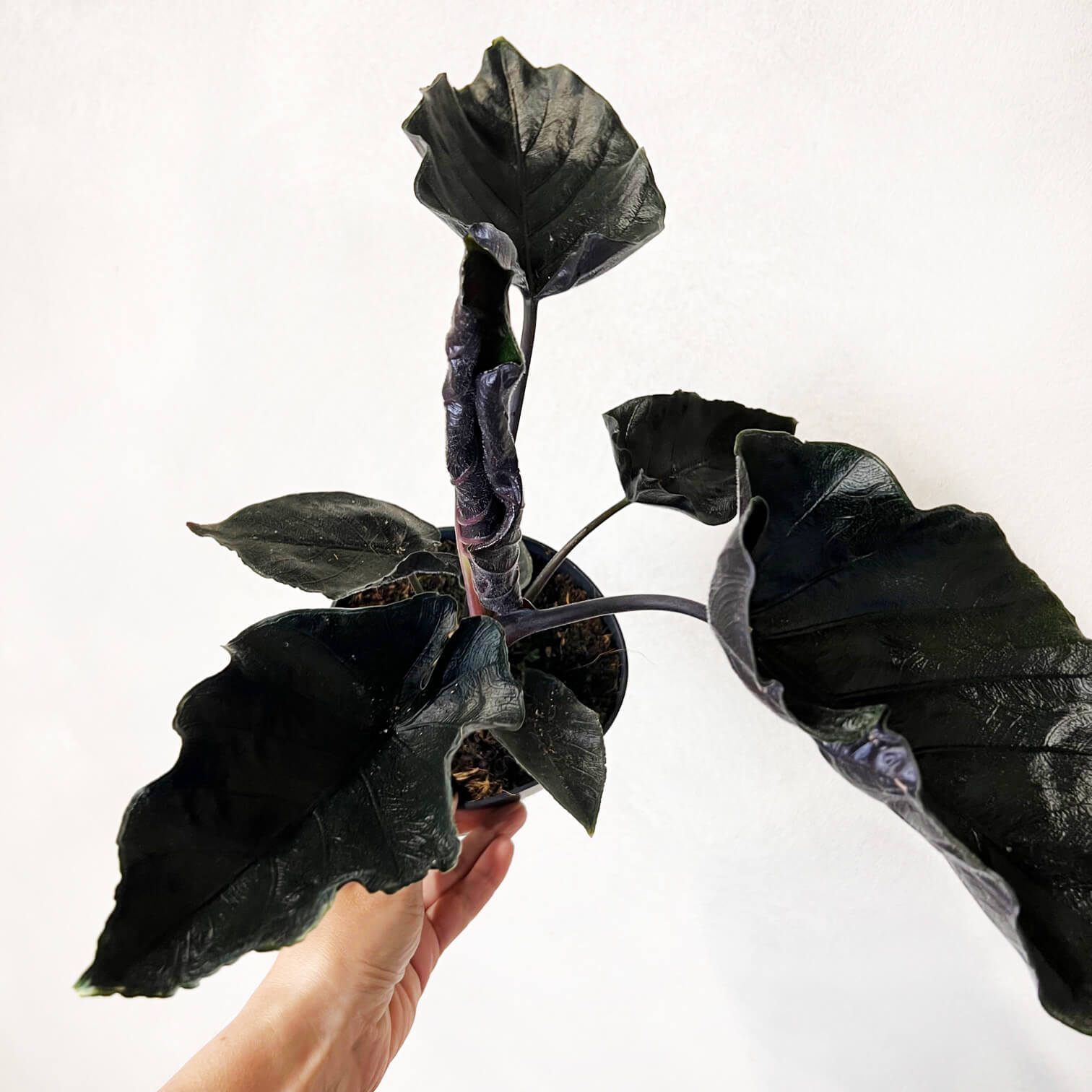 Alocasia Antoro Velvet
