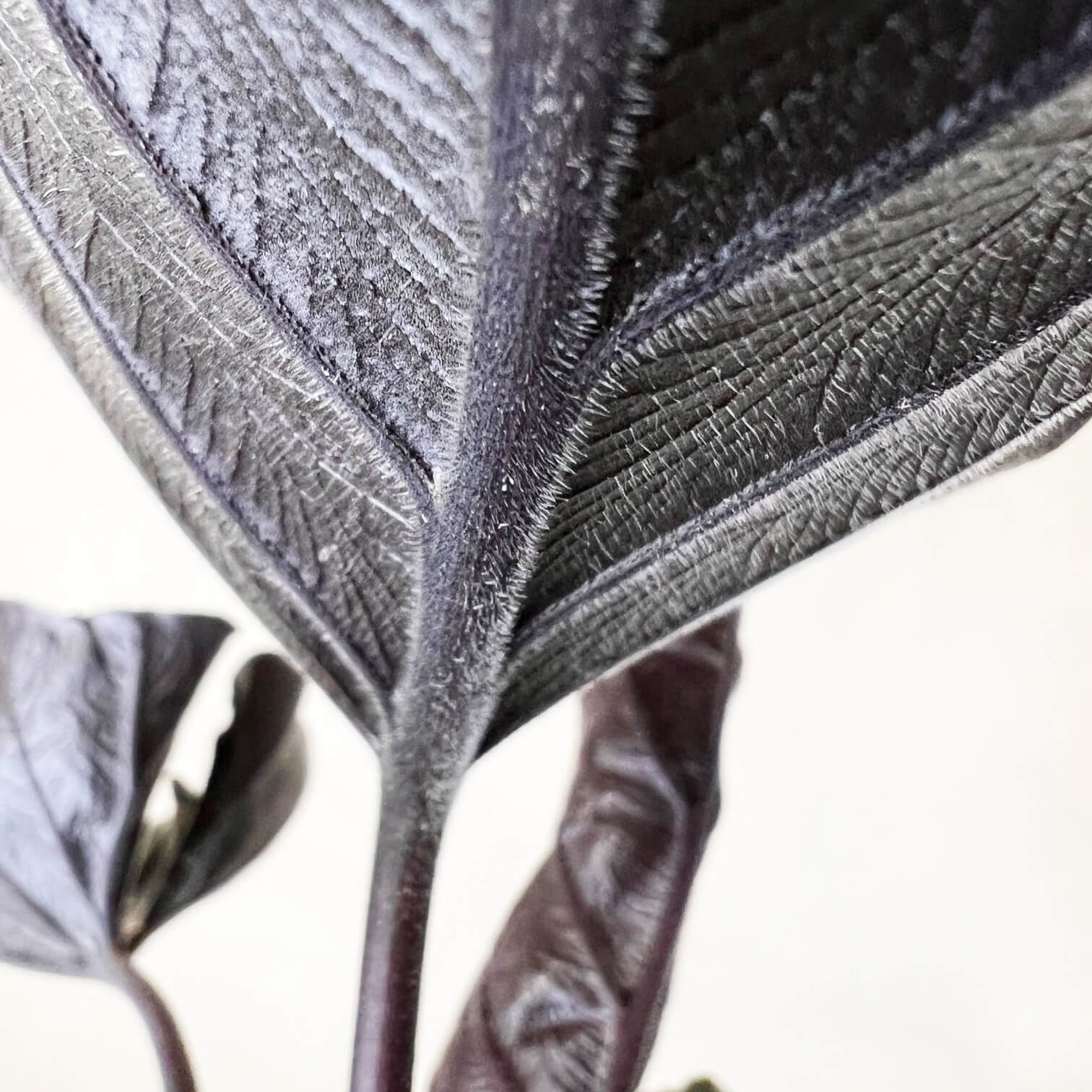 Alocasia Antoro Velvet