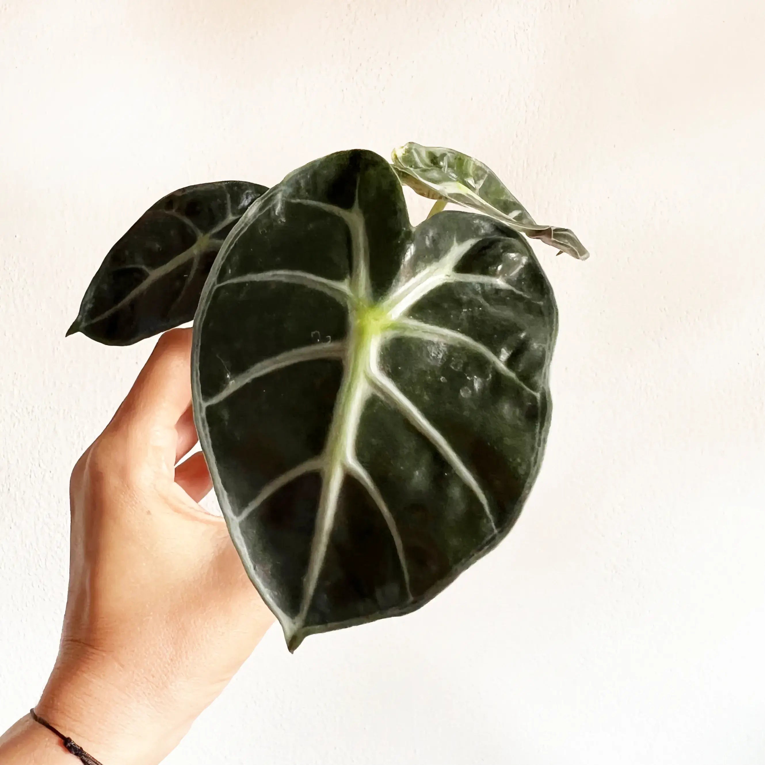 baby Alocasia Baloon