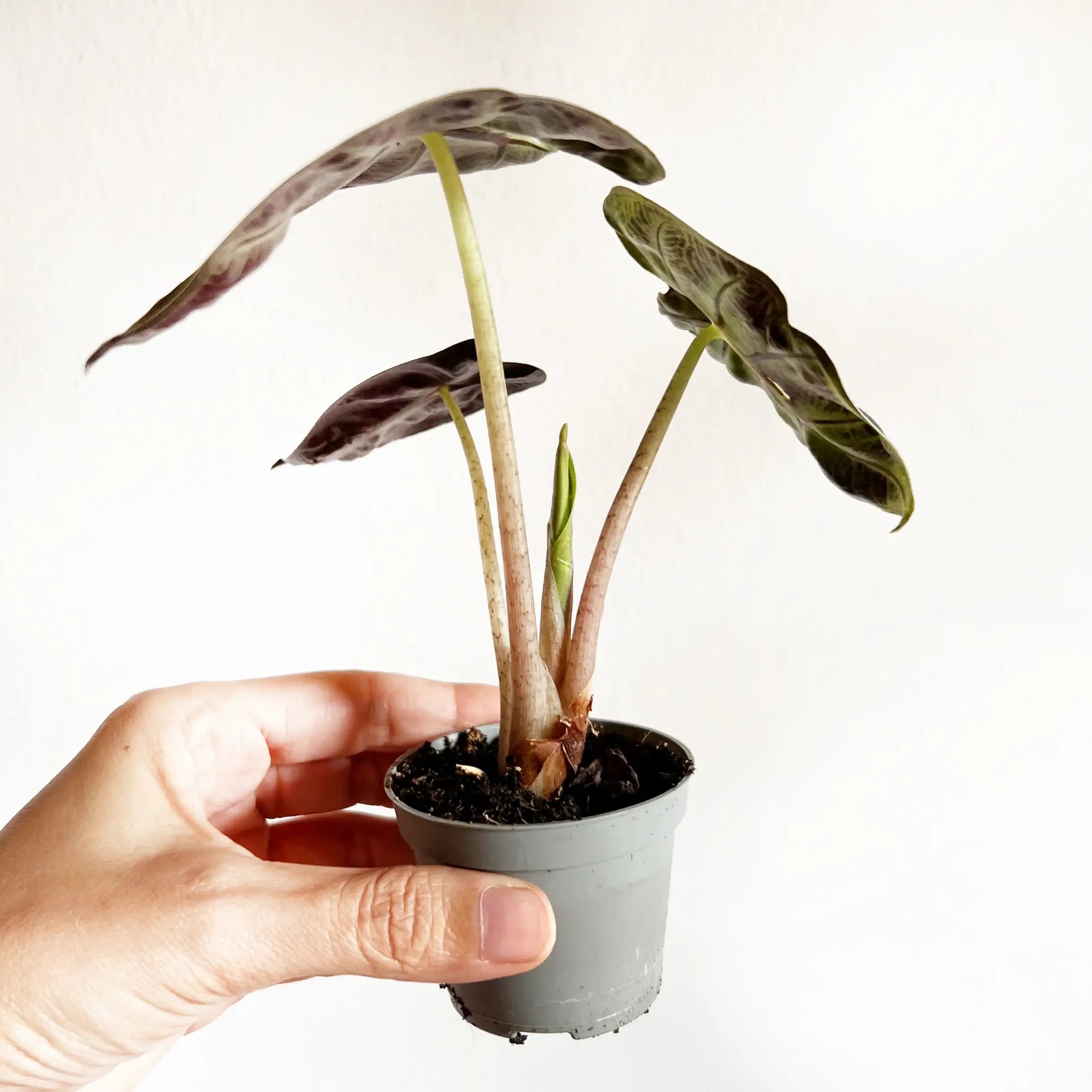 baby Alocasia Baloon