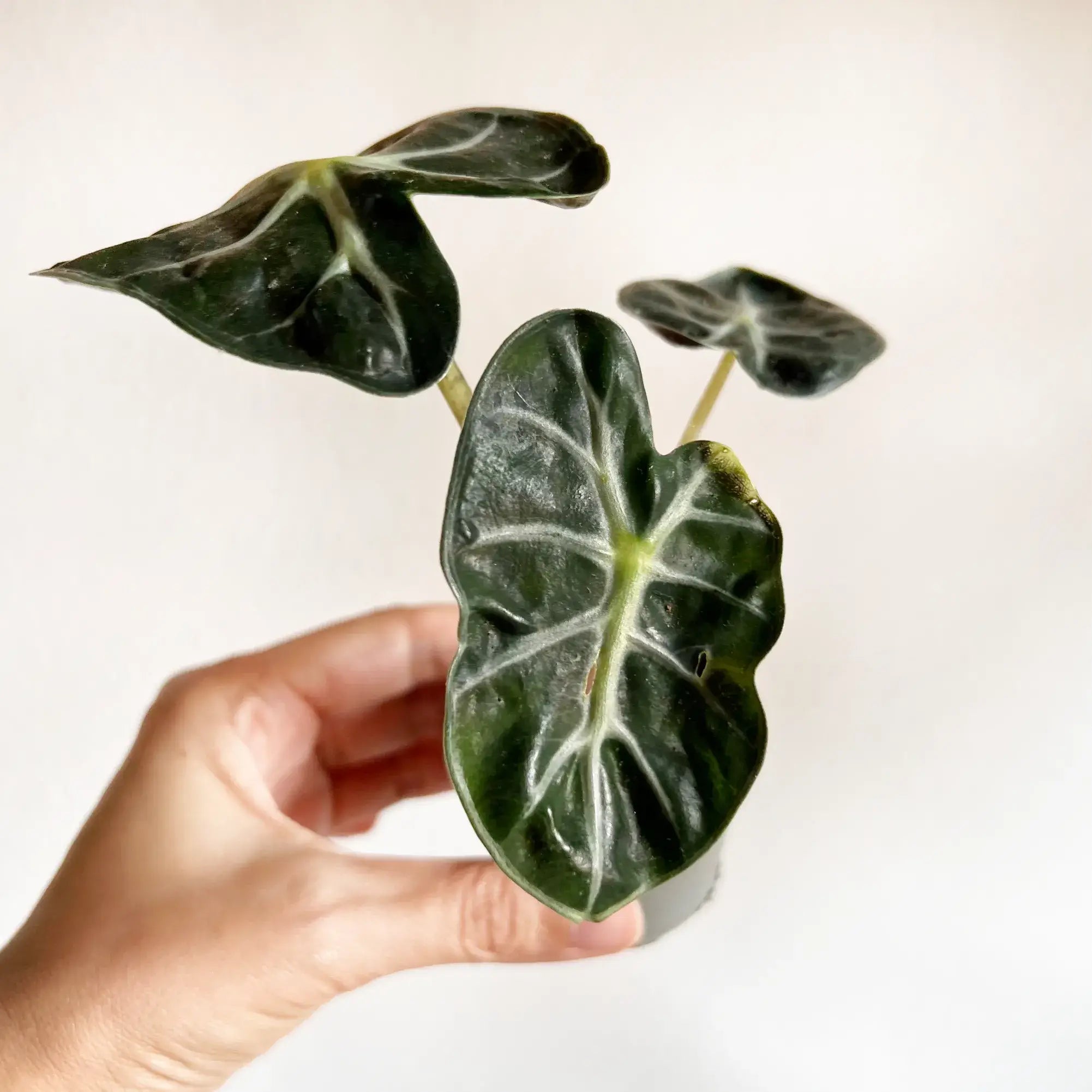 baby Alocasia Baloon