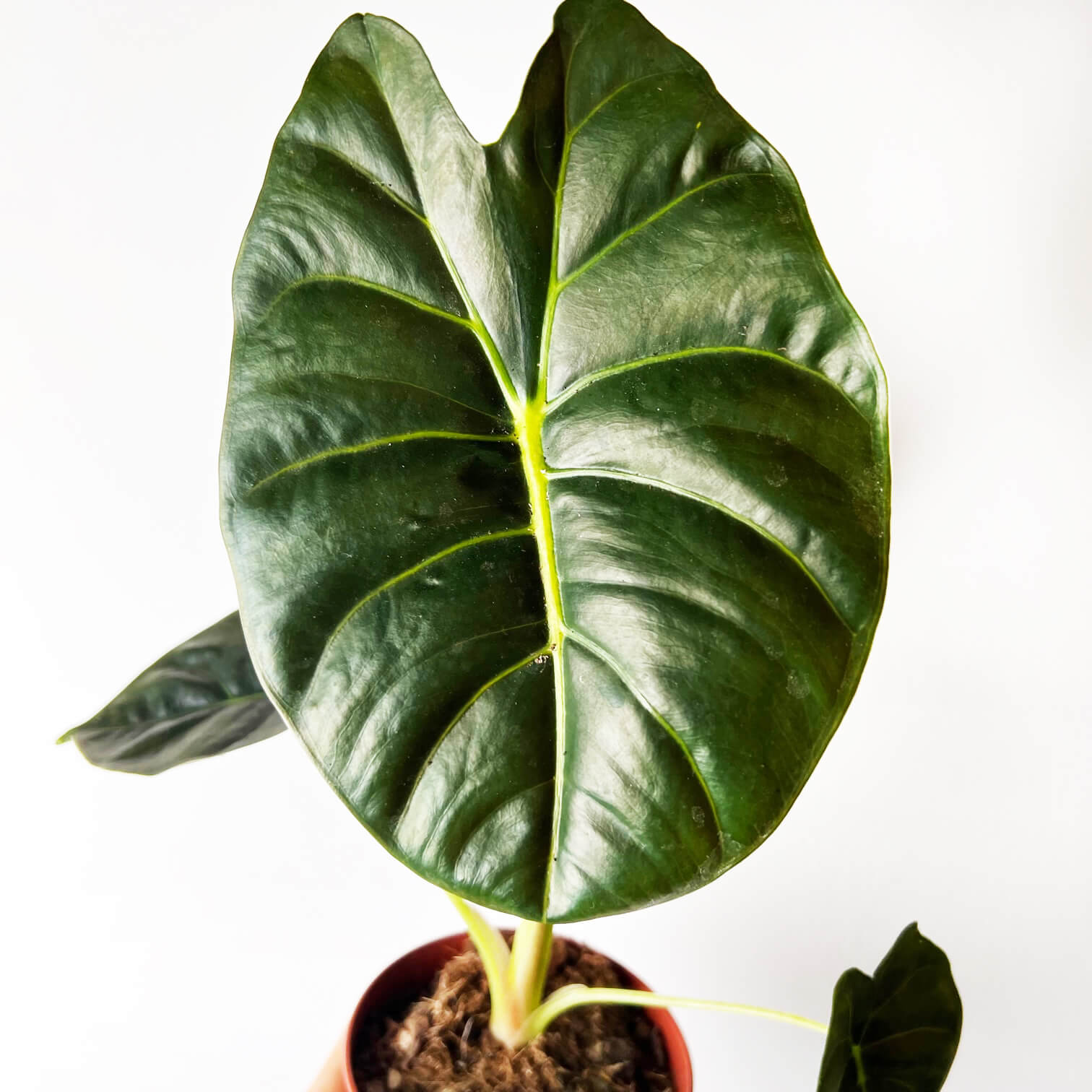 Alocasia Golden Bone