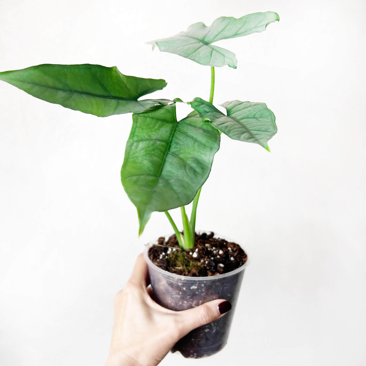 Alocasia Heterophylla Silver
