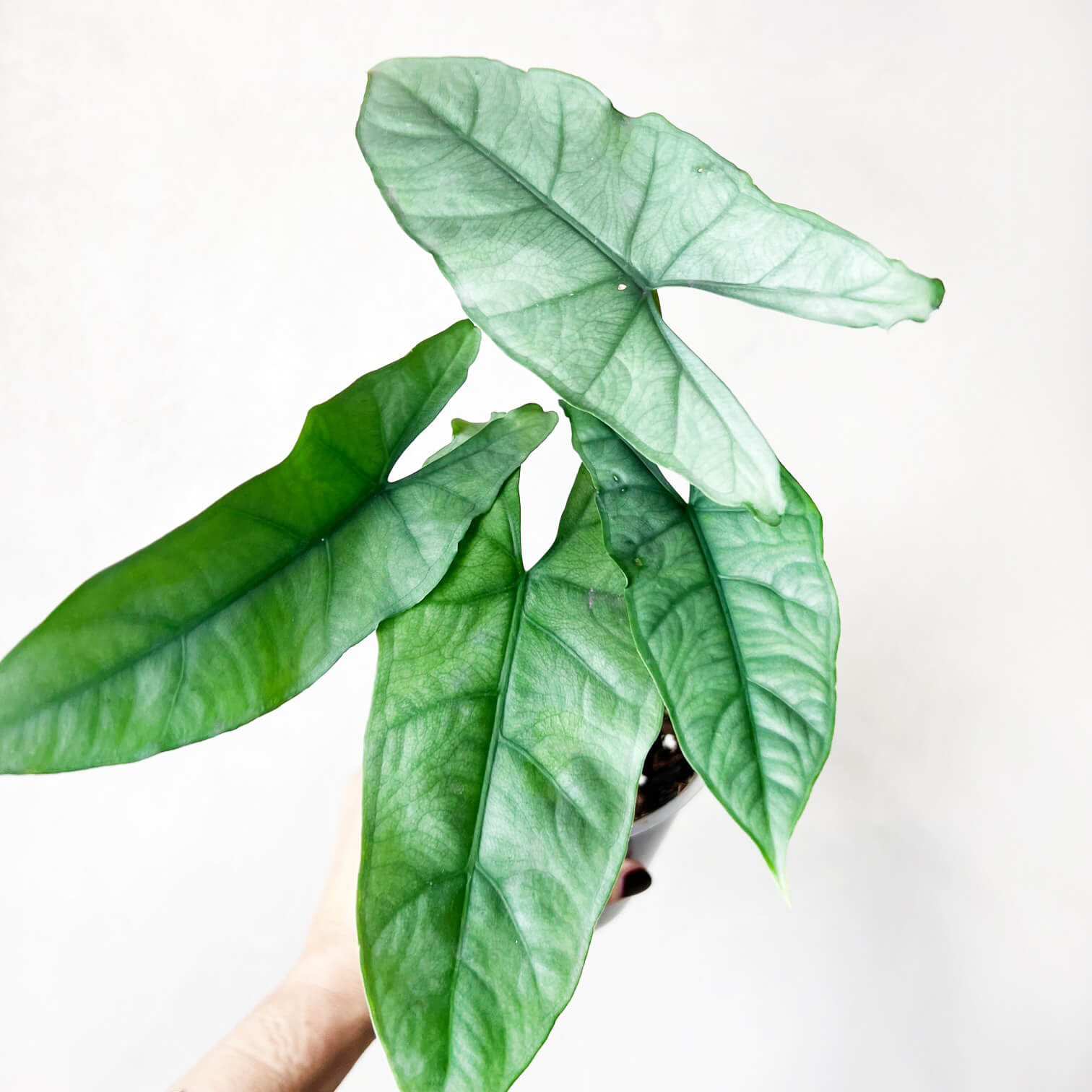 Alocasia Heterophylla Silver