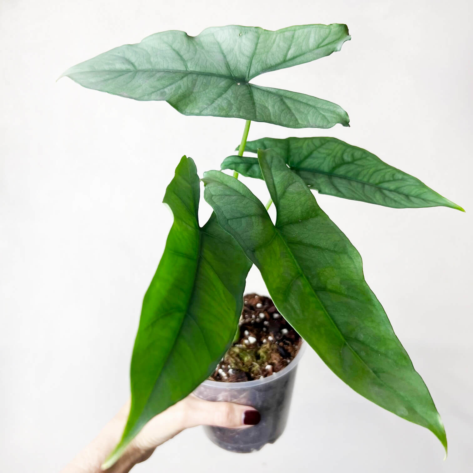 Alocasia Heterophylla Silver