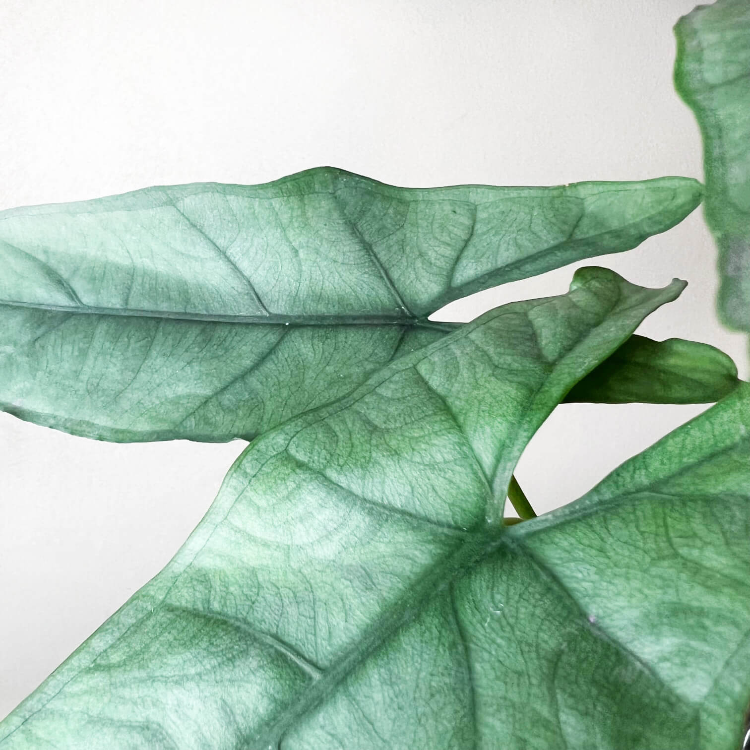 Alocasia Heterophylla Silver