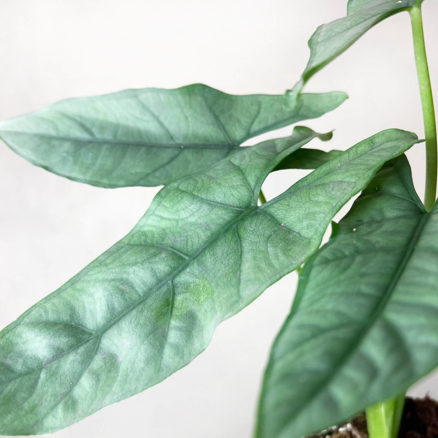 Alocasia Heterophylla Silver