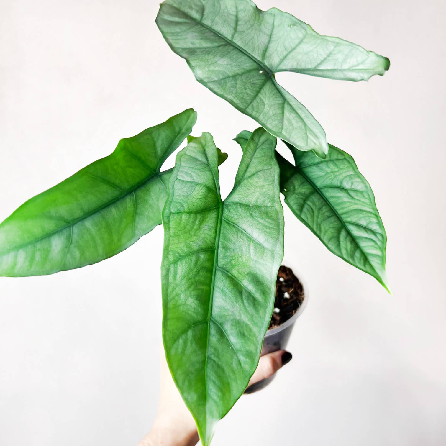 Alocasia Heterophylla Silver