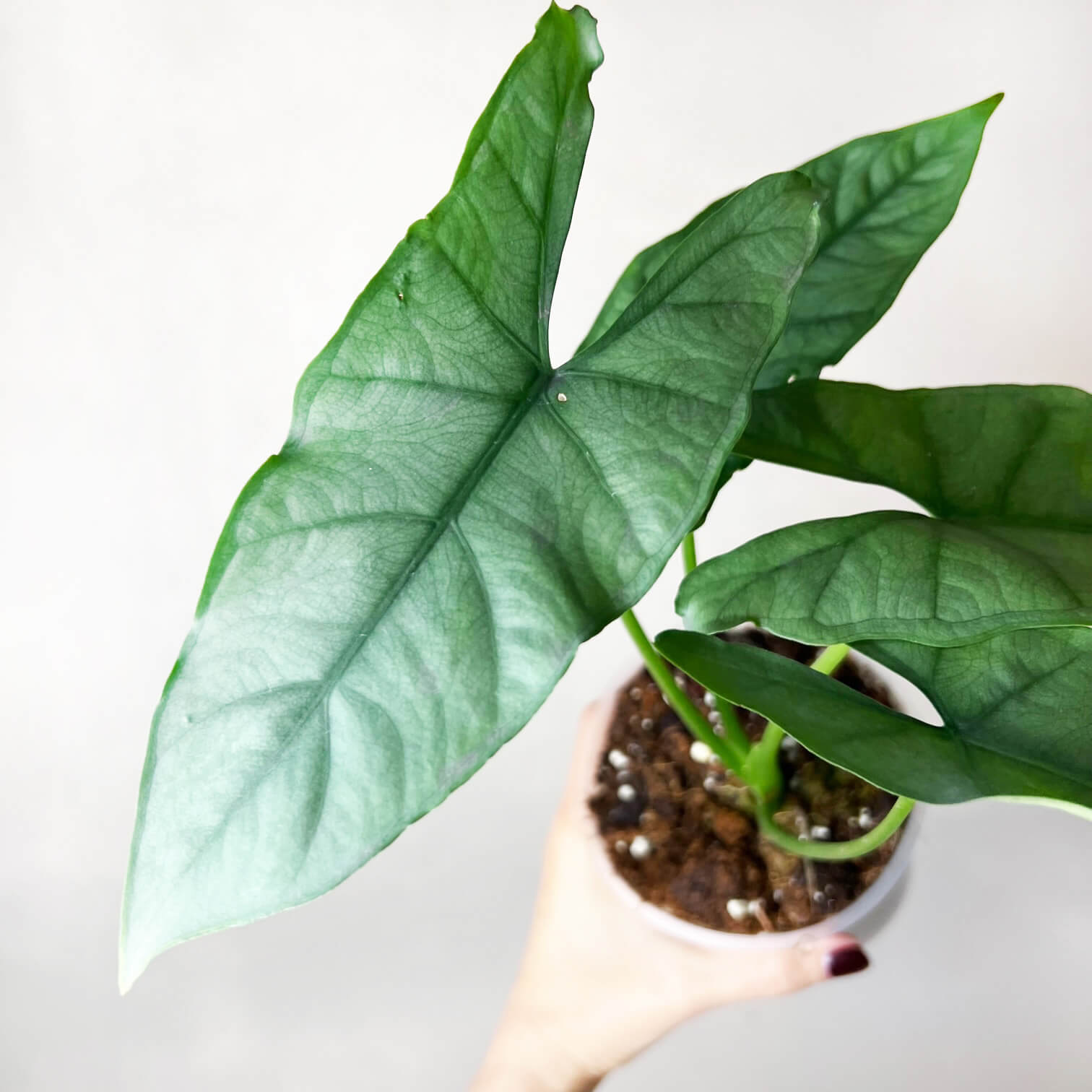 Alocasia Heterophylla Silver