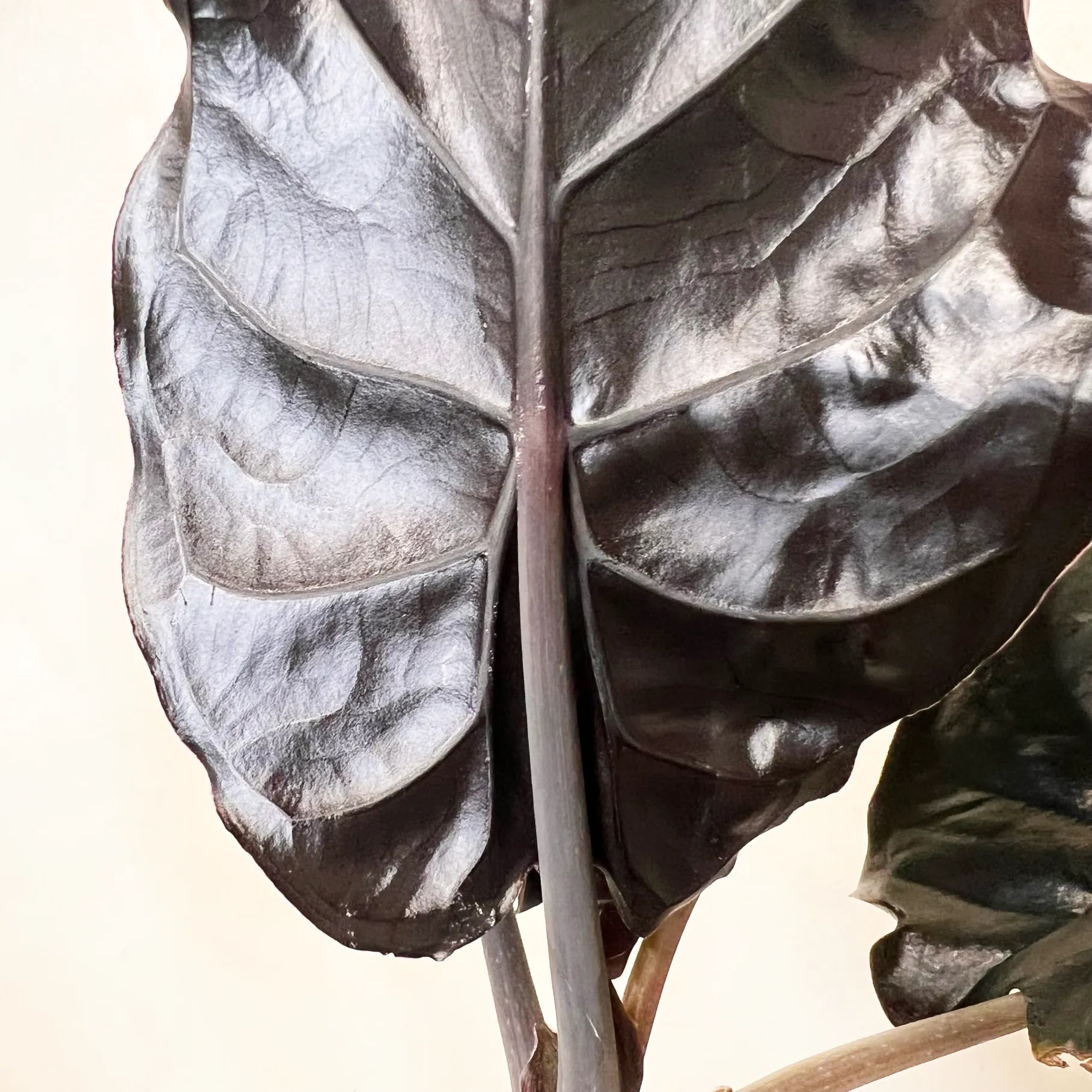 Alocasia infernalis BLACK MAGIC