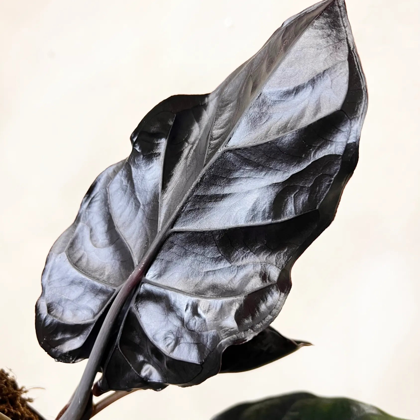 Alocasia infernalis BLACK MAGIC