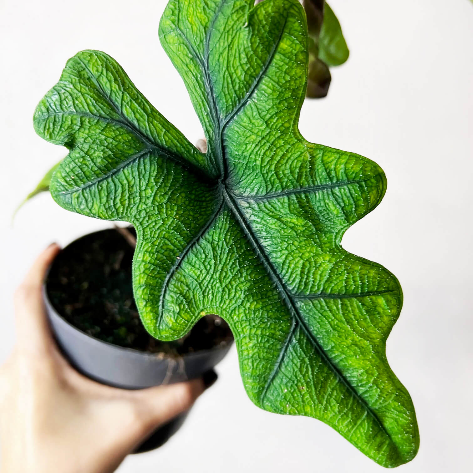 Alocasia Jacklyn