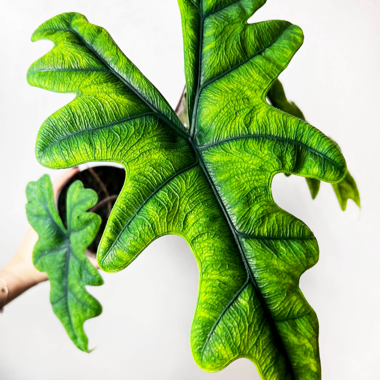 Alocasia Jacklyn