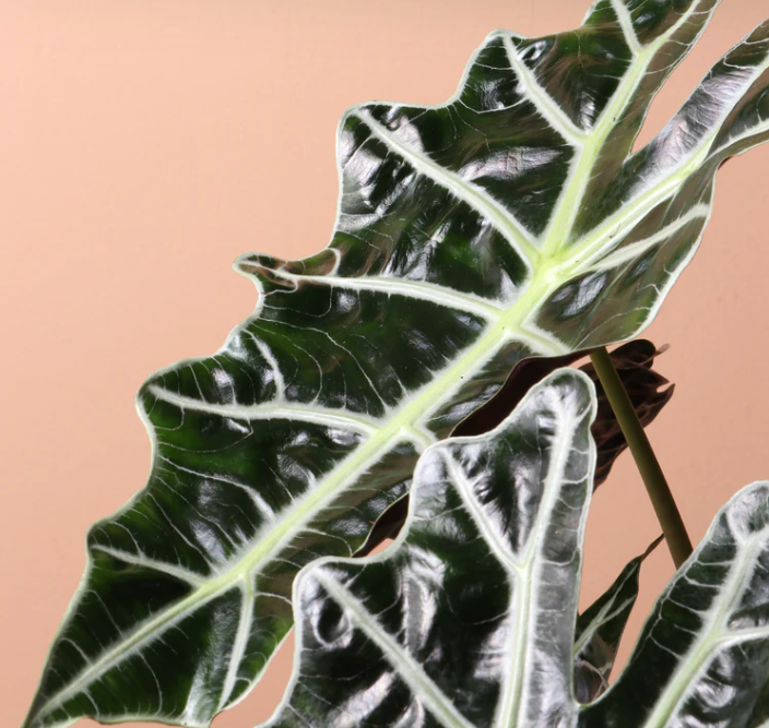 Alocasia Polly
