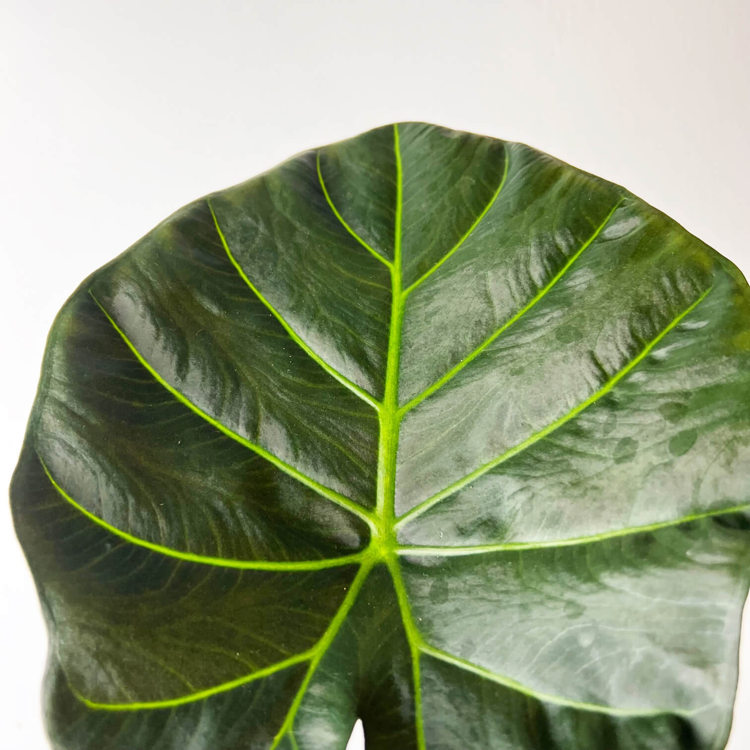 Alocasia Regal Shields