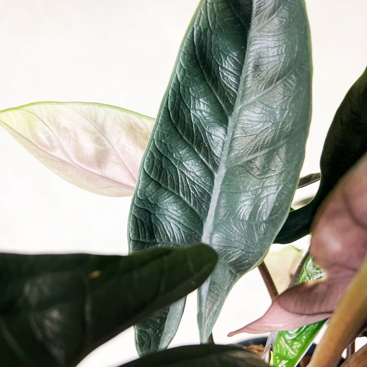 Alocasia Scalprum