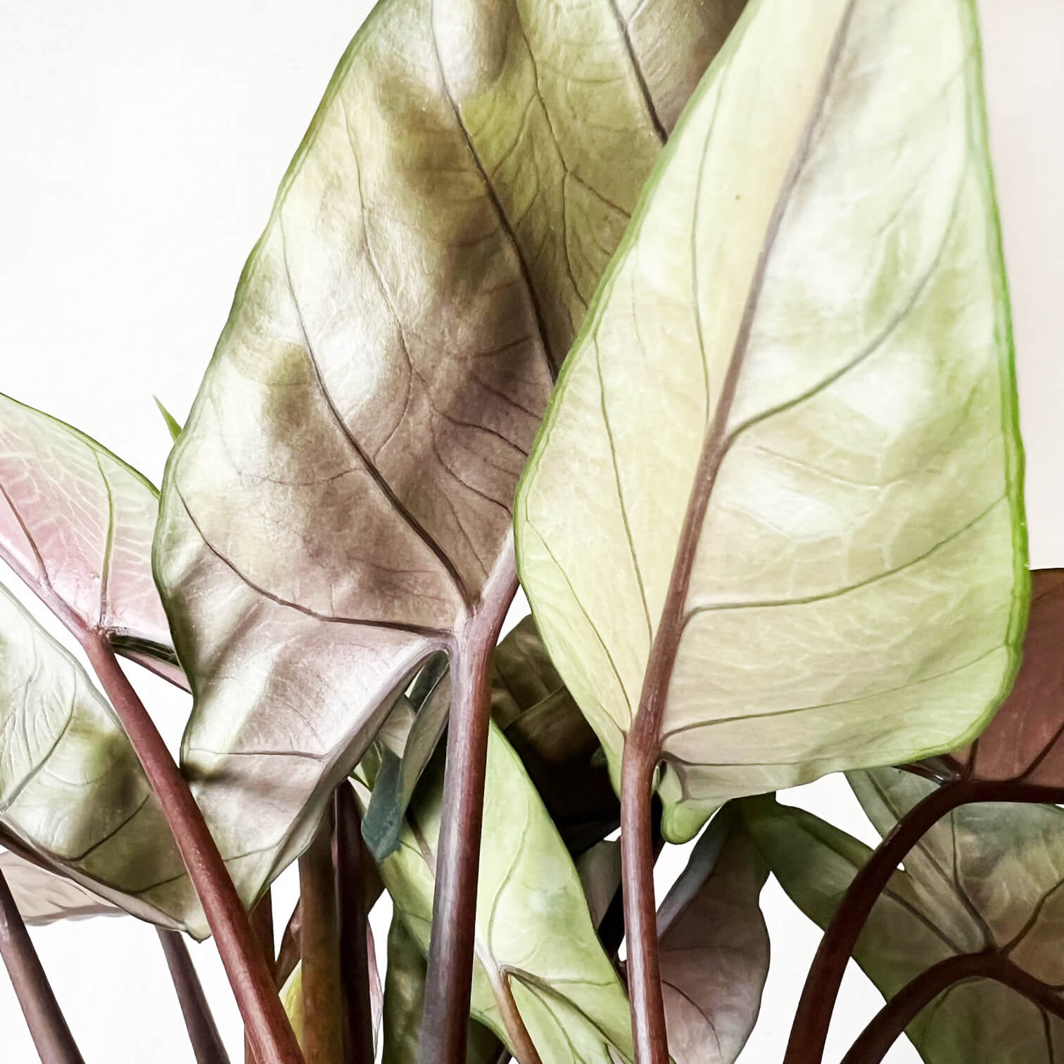 Alocasia Scalprum