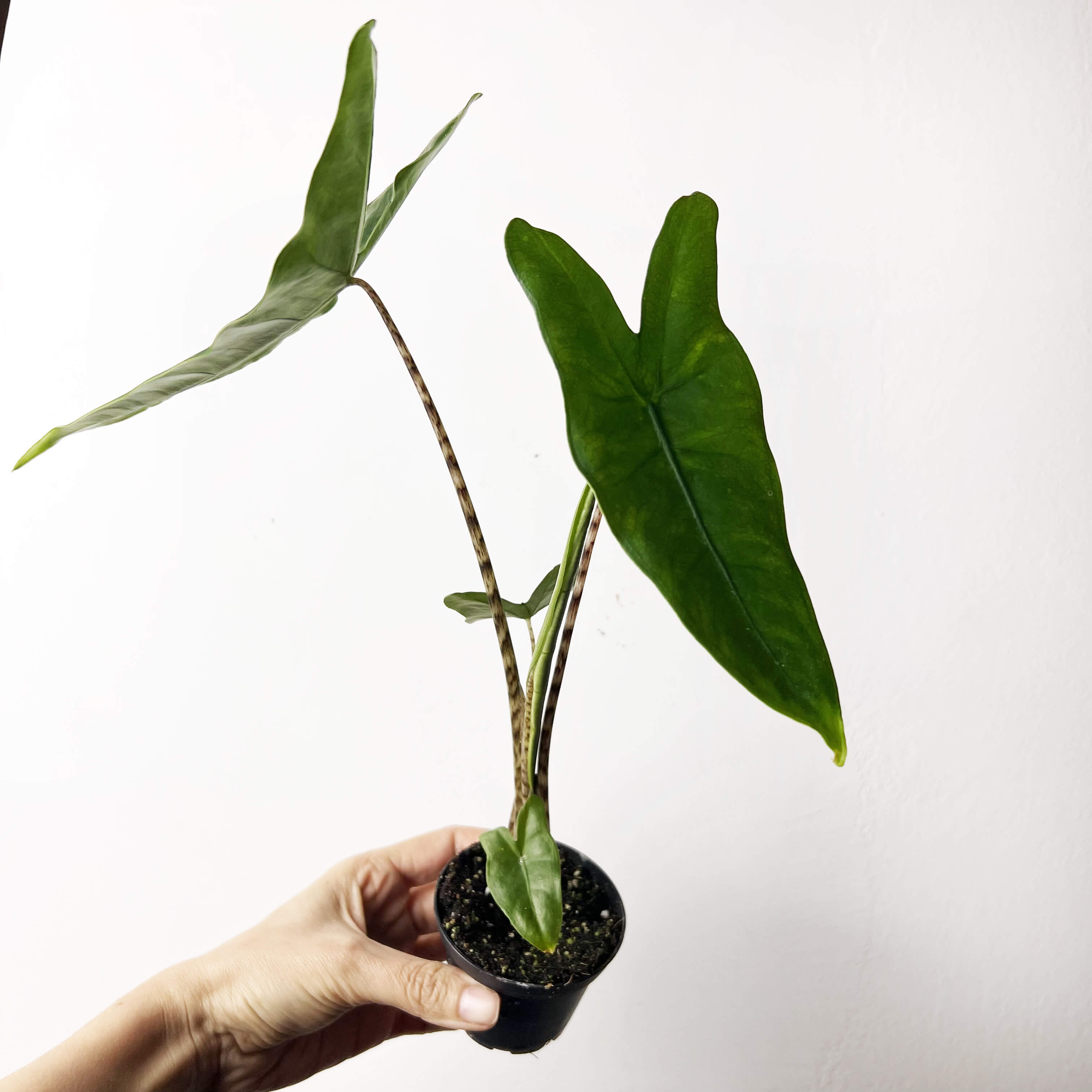 Alocasia Zebrina