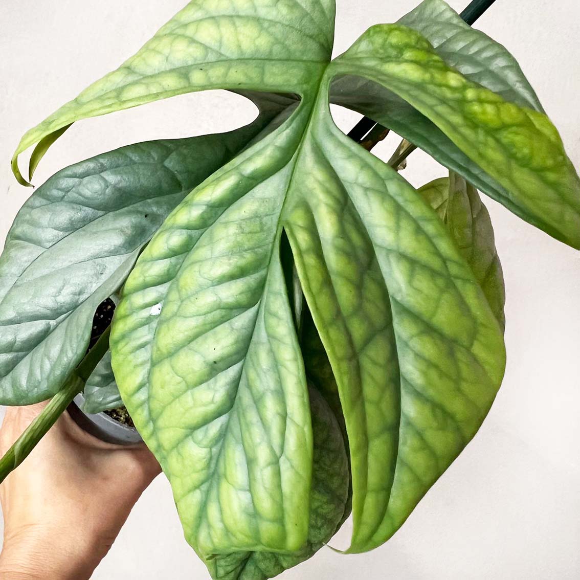 Amydrium Medium Silver