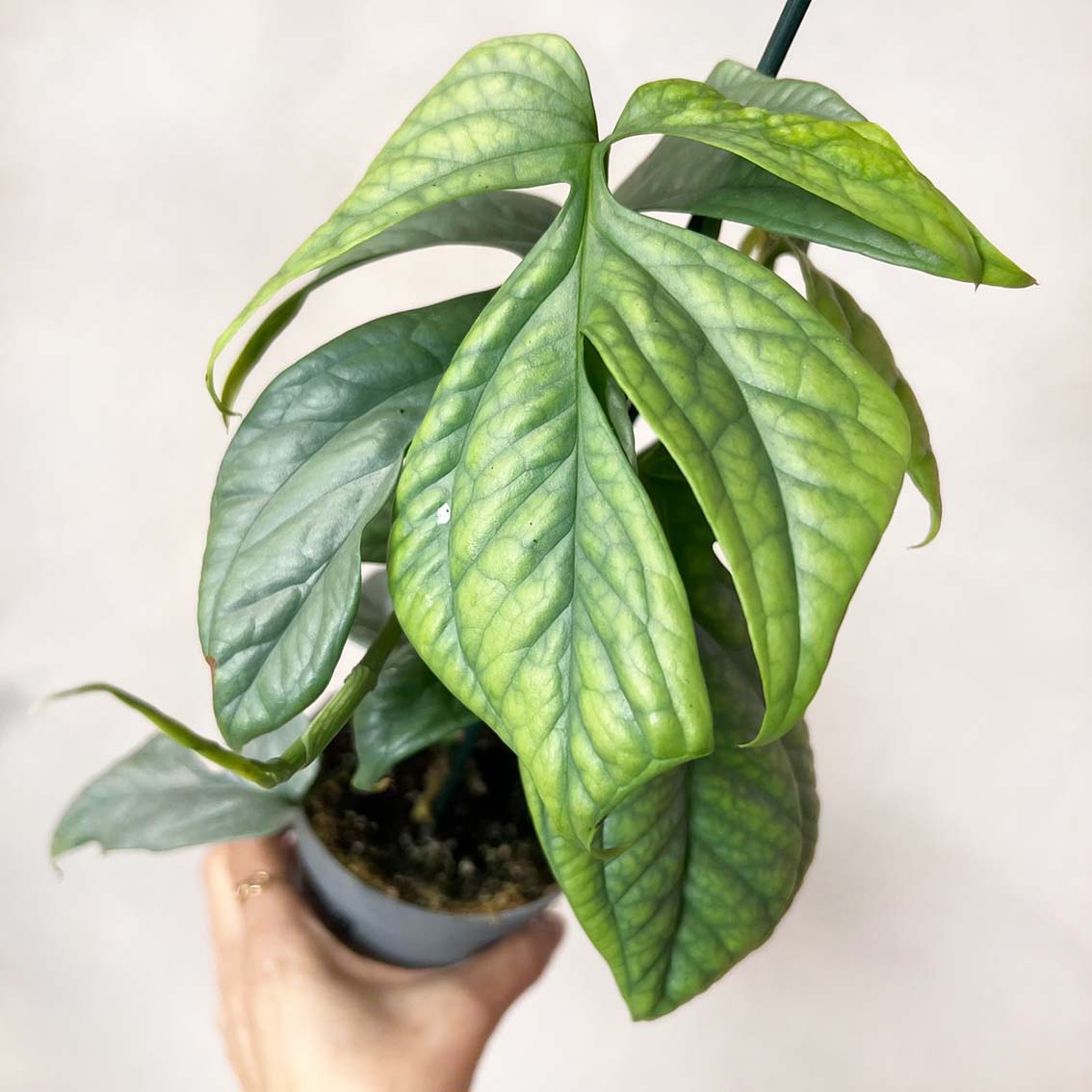 Amydrium Medium Silver