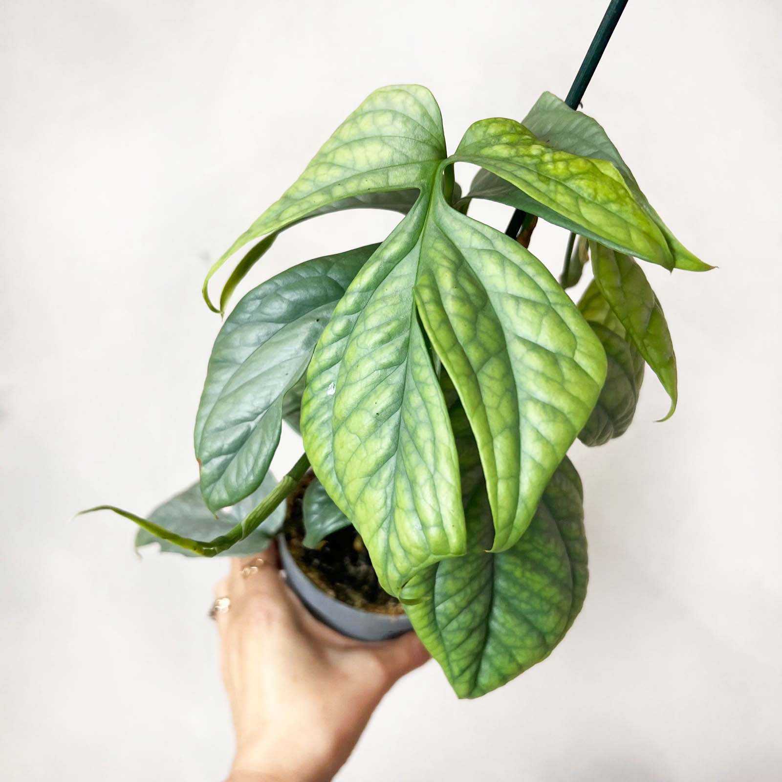 Amydrium Medium Silver