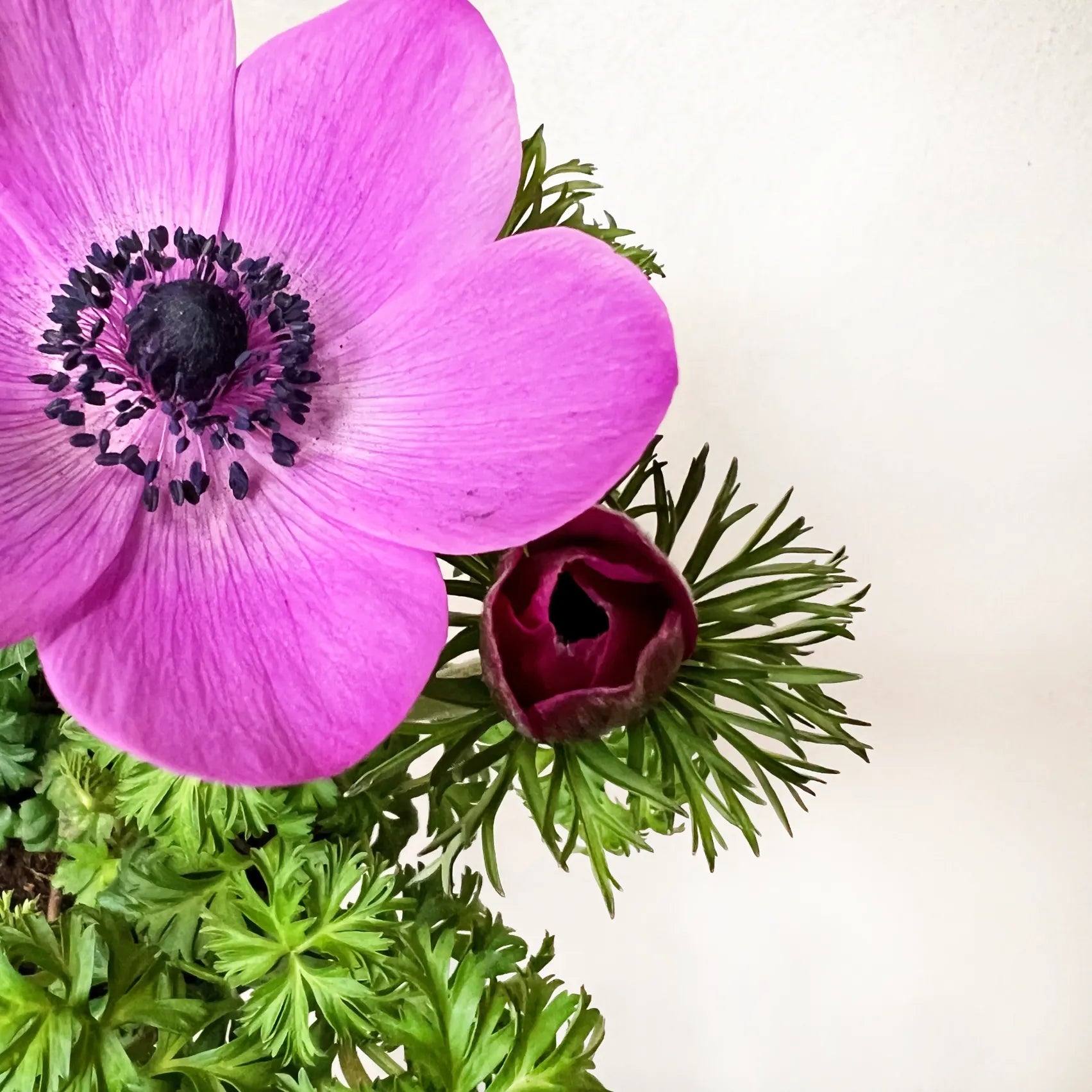 Anemone Coronaria /fuxia
