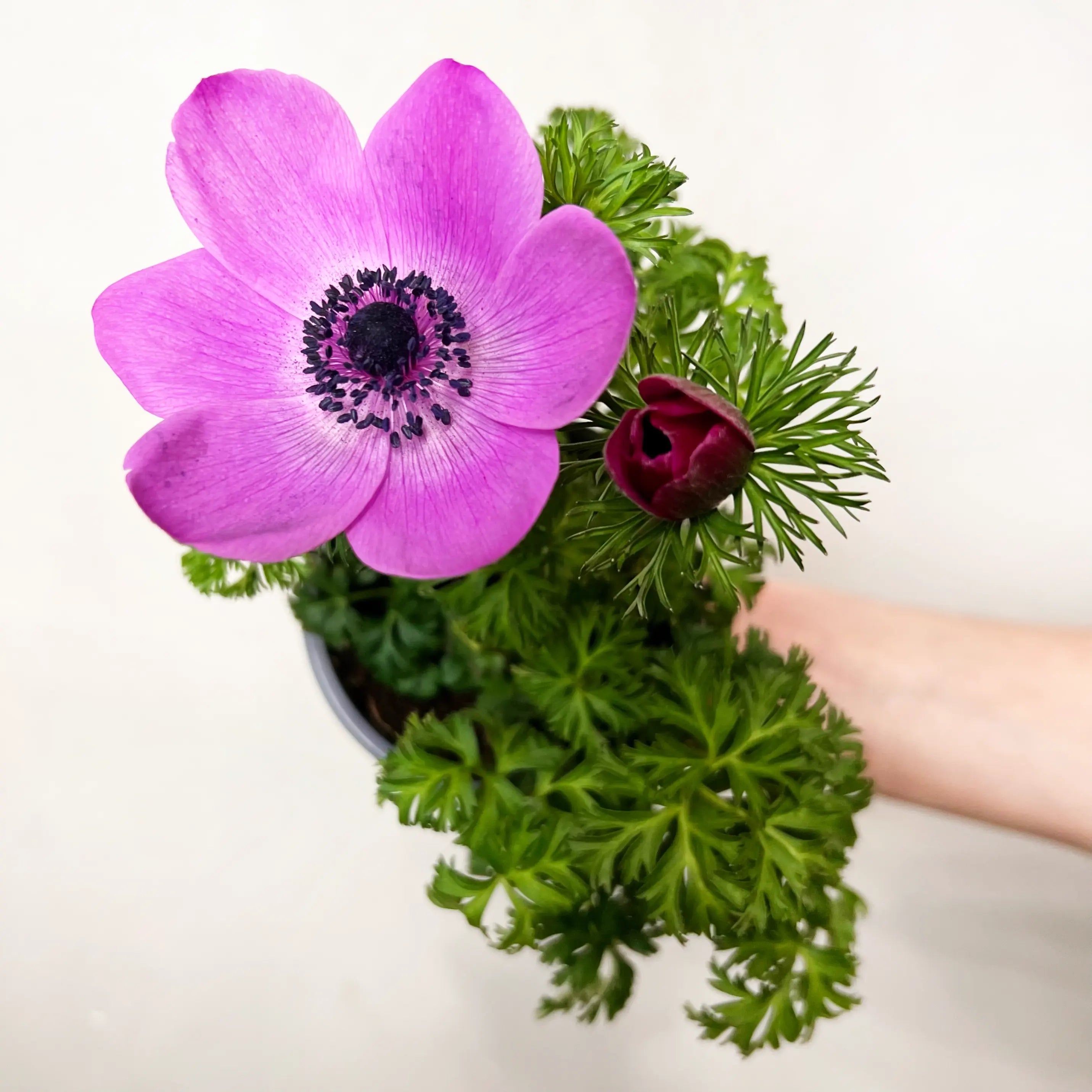 Anemone Coronaria /fuxia
